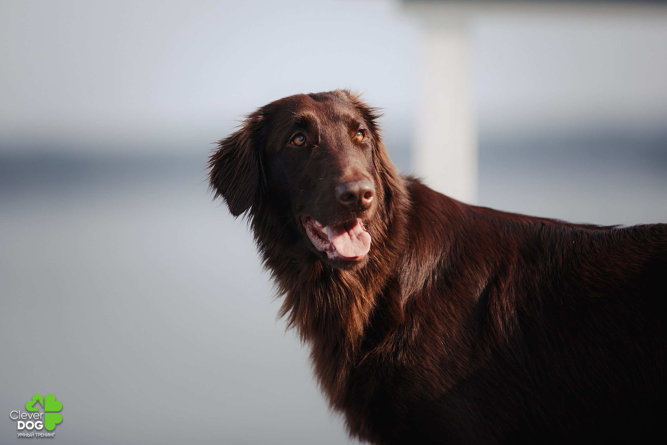 Кинологический лагерь CleverDog, 2024. Фотограф-анималист Mary Mart — Москва, Питер