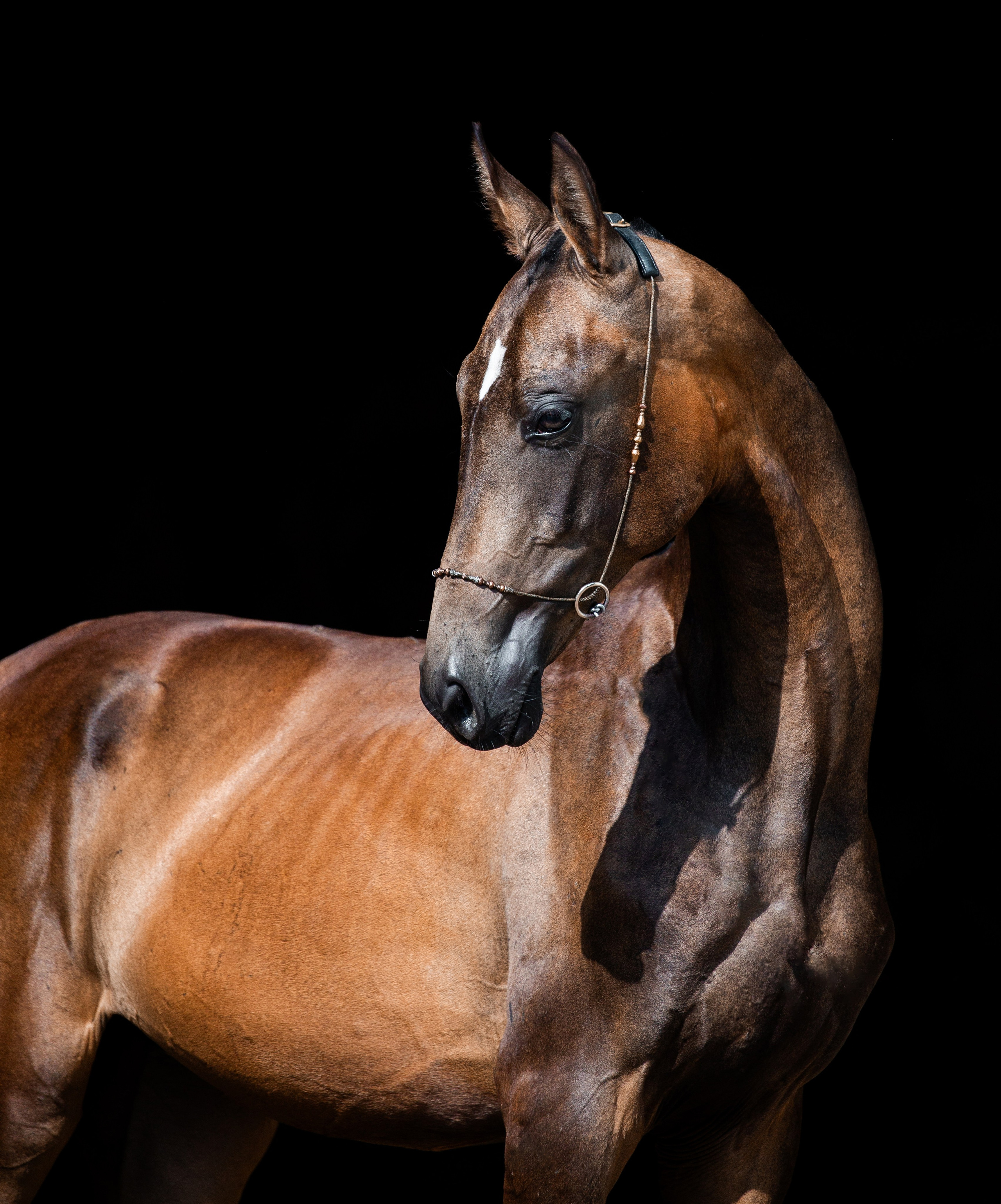 На черном фоне. Фотограф-анималист Ксендзова Кристина