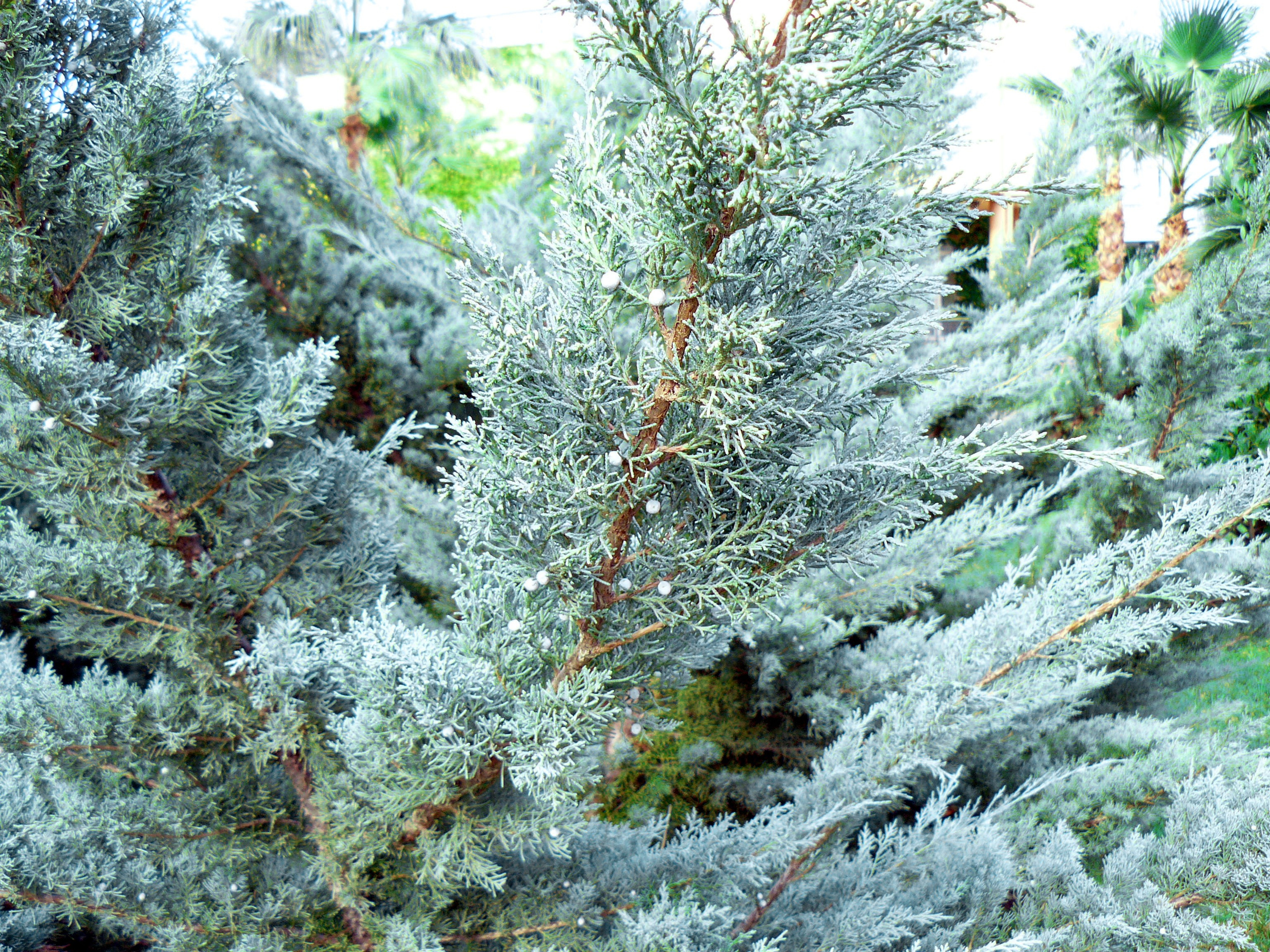 Кемер, Чамьюва 2008. Избранные фотографии