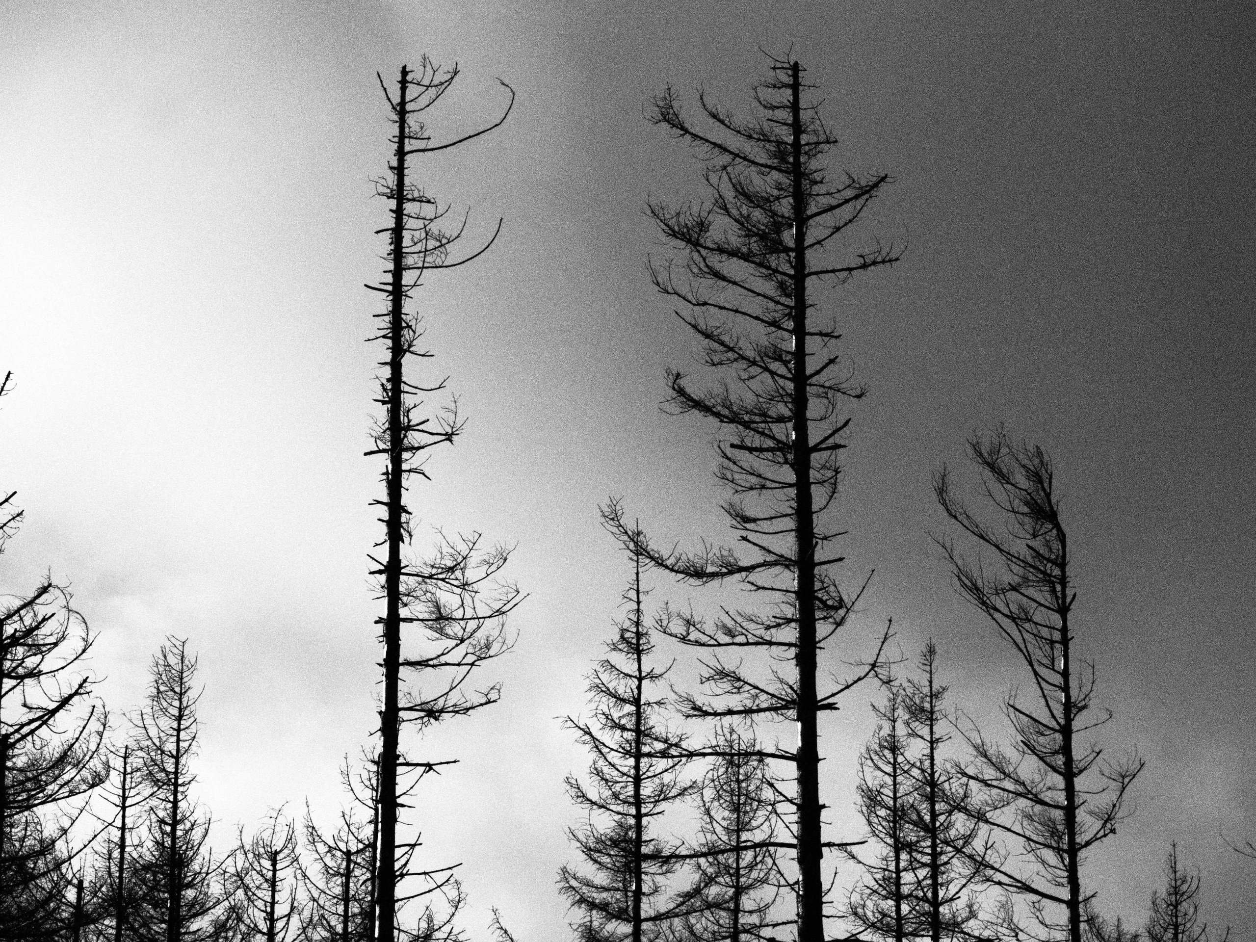 Таинственный лес. Репортажный фотограф в Берлине Александра Герман