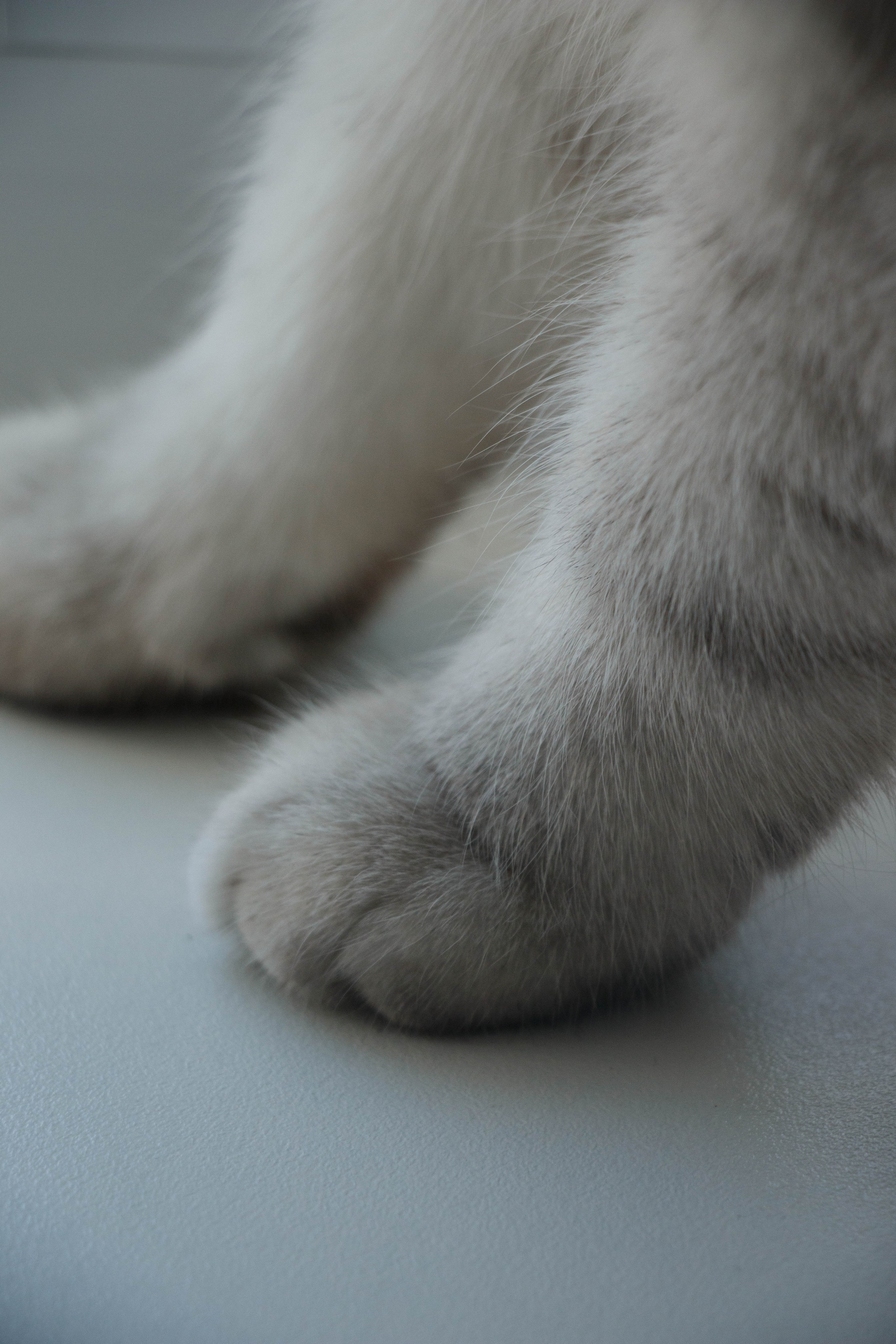 NASTYA & KITTI. Бережно сохраняю ваши чувства и истории на своих фотографиях