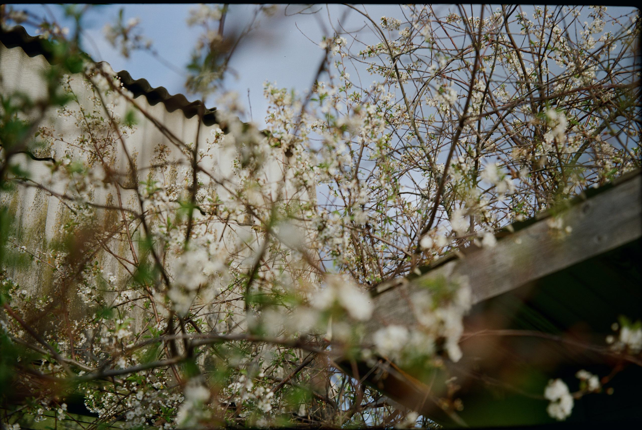 Grain. Artem Khusainov