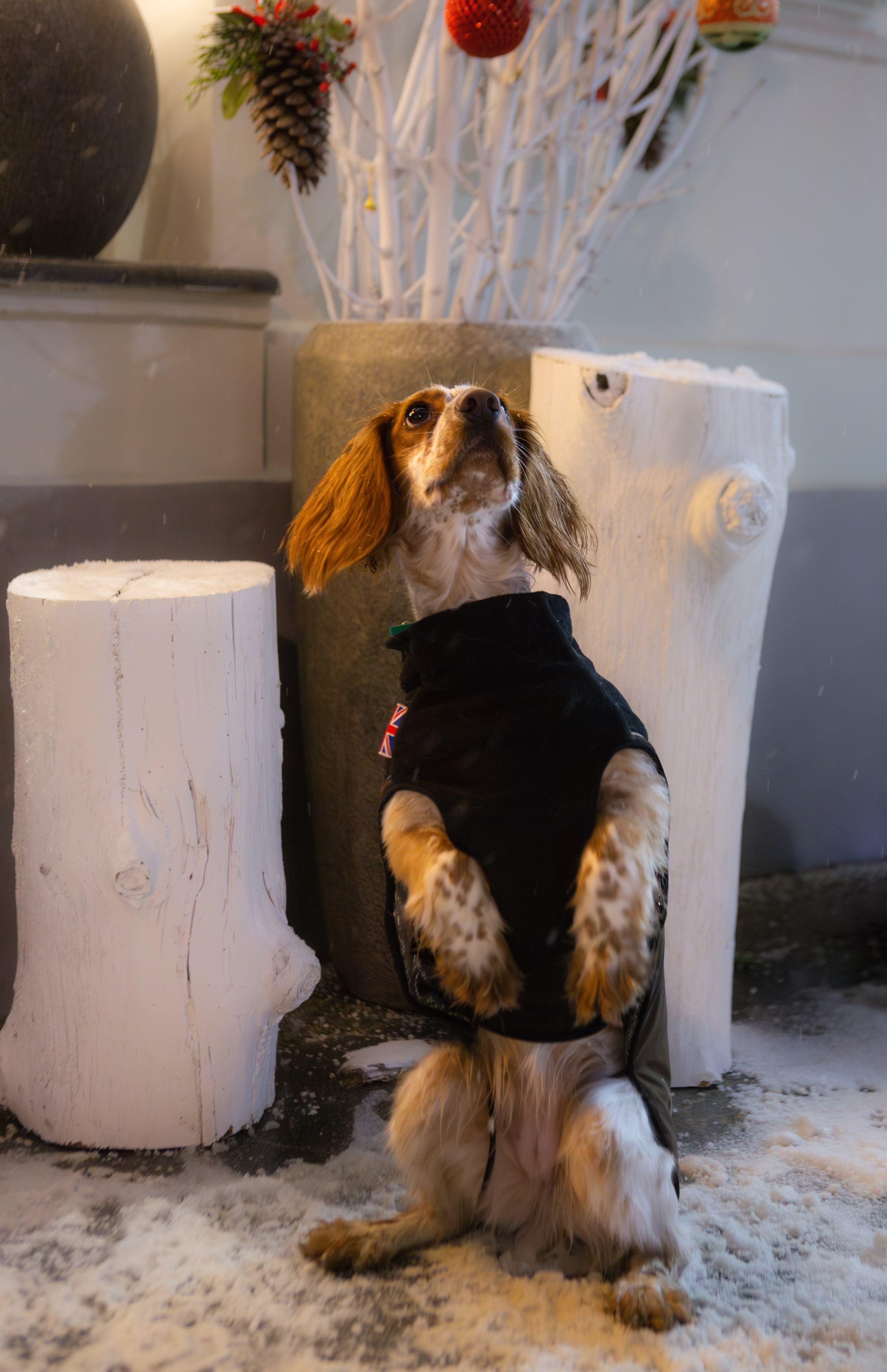 Йоль и Паля. Фотограф-анималист в Москве, МО и Владимире