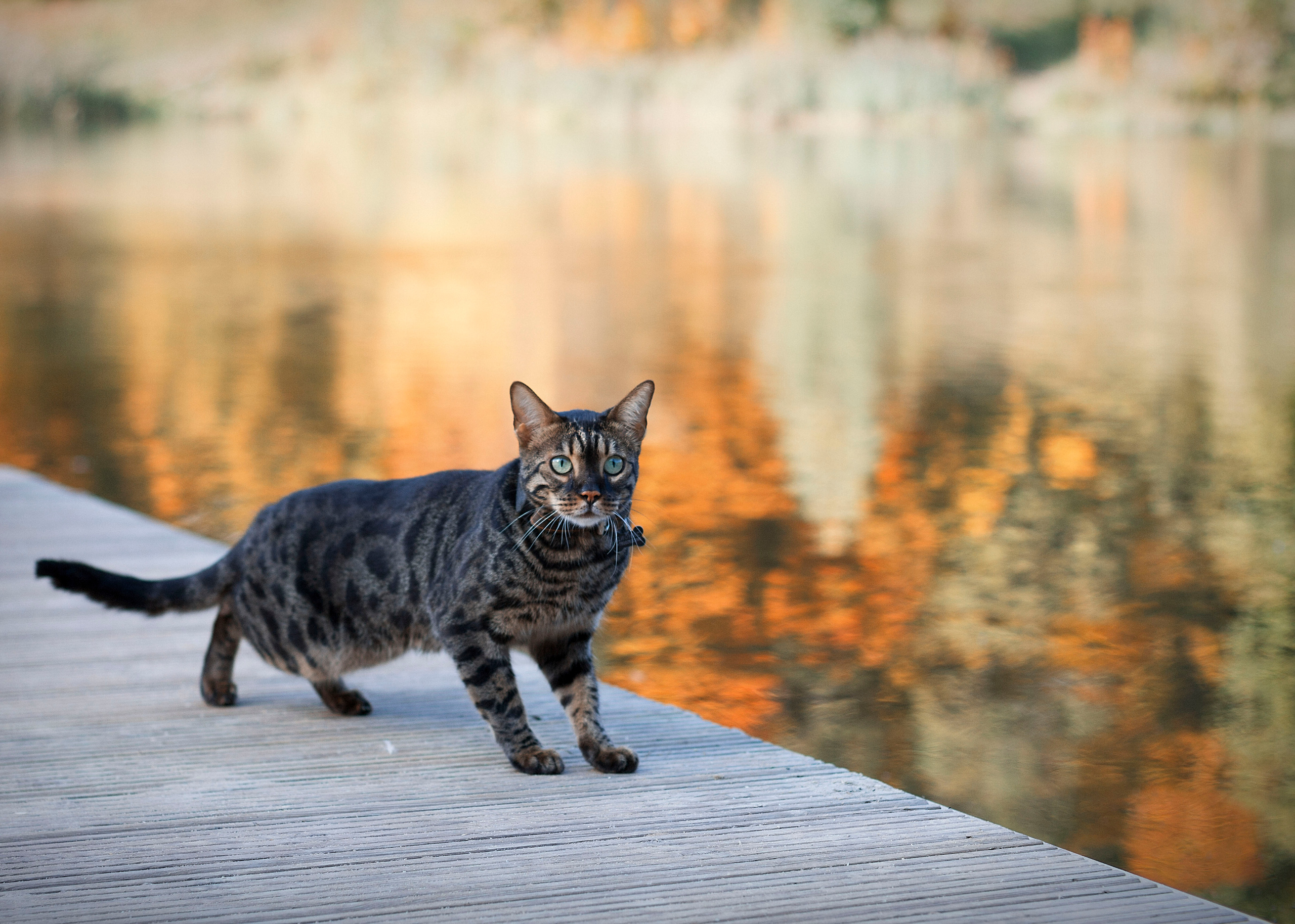 Татьяна и Динь. Фотограф Ольга Бобб Нижний Новгород