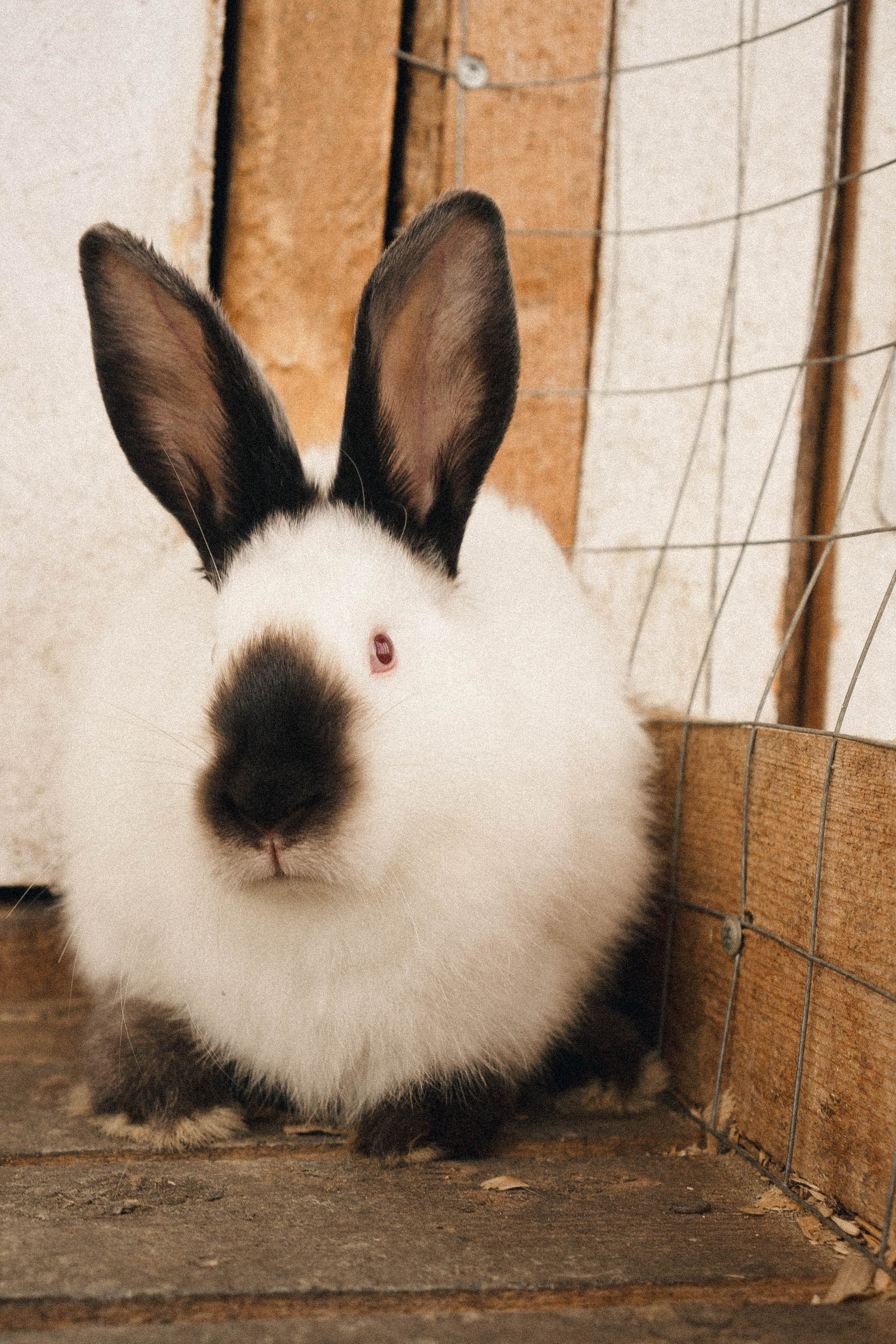 Ферма Альпак. Профессиональный фотограф, Санкт-Петербург — Виктория Богомолова