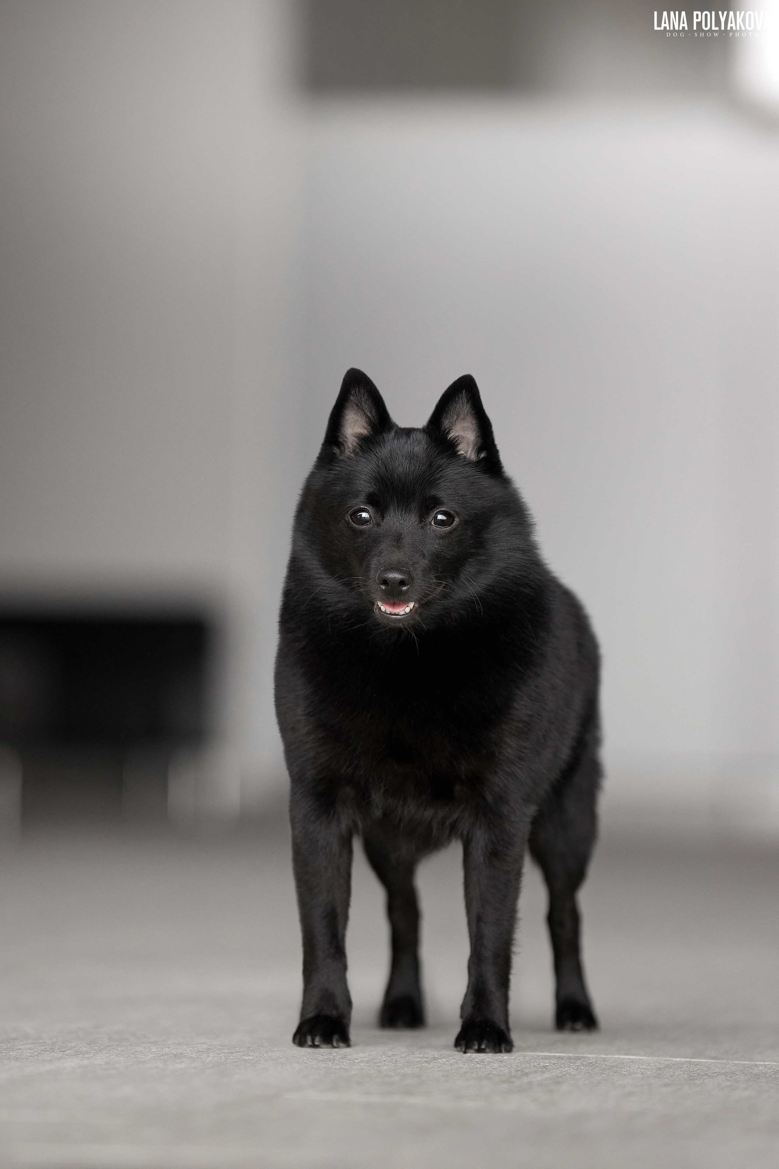 NDS Grand prix «Spring Petersburg 2022» «Elite-Petersburg 2022». ФОТОГРАФ-АНИМАЛИСТ l LANA POLYAKOVA