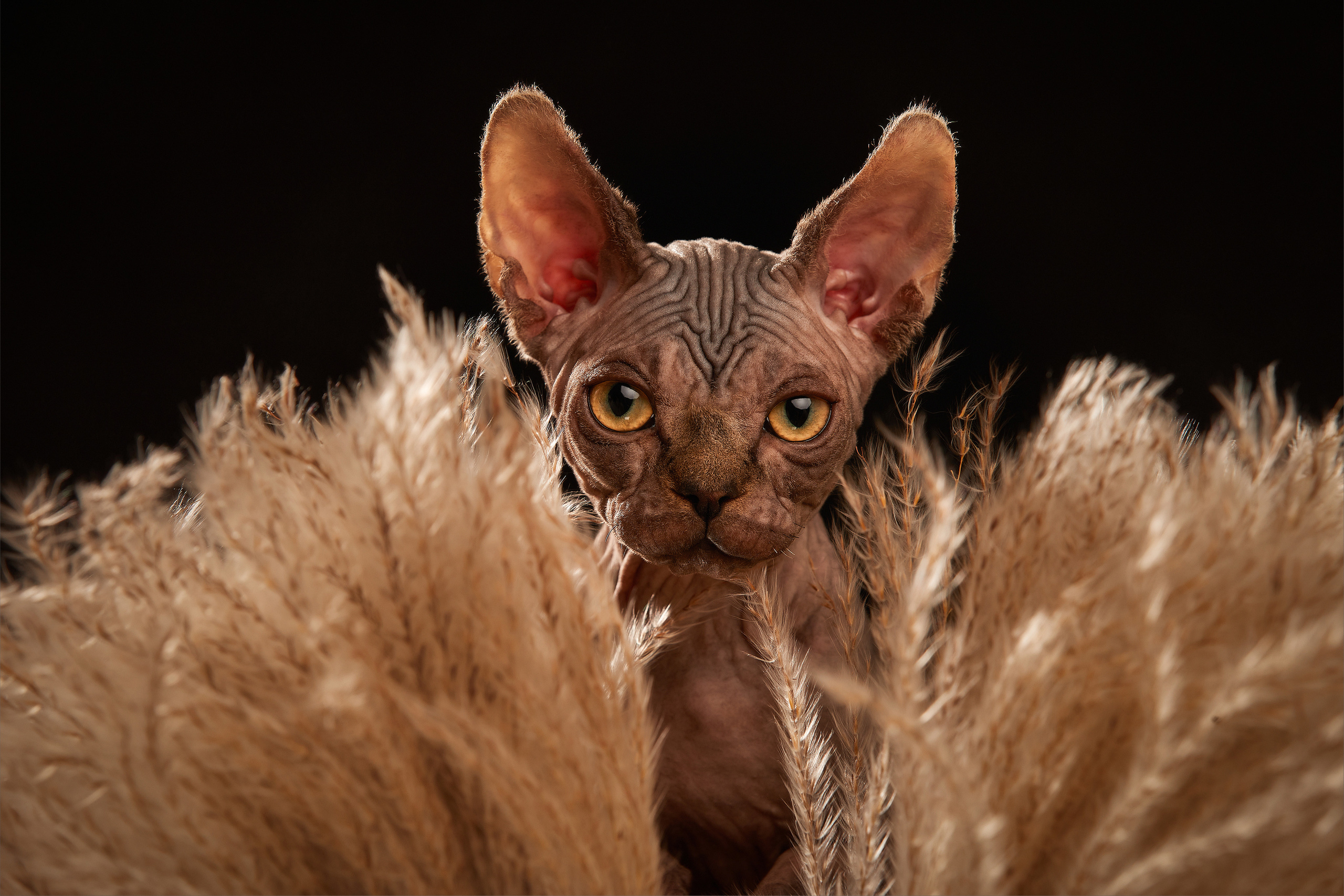 ФОТОГРАФ-АНИМАЛИСТ l LANA POLYAKOVA