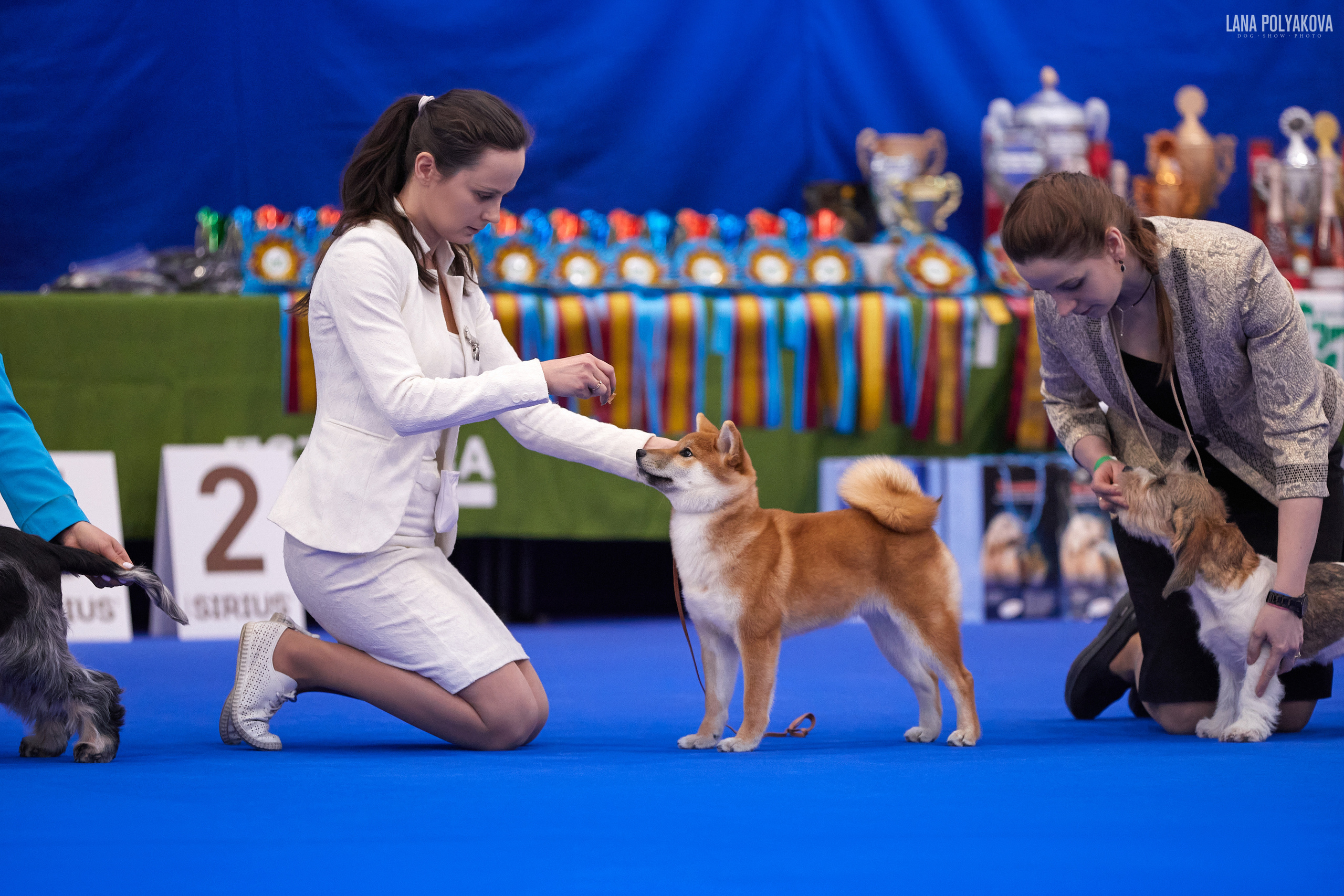 NDS Grand prix «Spring Petersburg 2022» «Elite-Petersburg 2022». ФОТОГРАФ-АНИМАЛИСТ l LANA POLYAKOVA