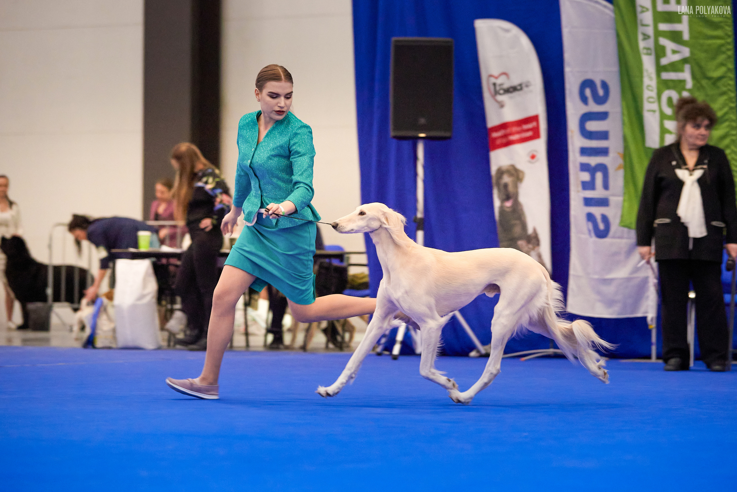 NDS Grand prix «Spring Petersburg 2022» «Elite-Petersburg 2022». ФОТОГРАФ-АНИМАЛИСТ l LANA POLYAKOVA