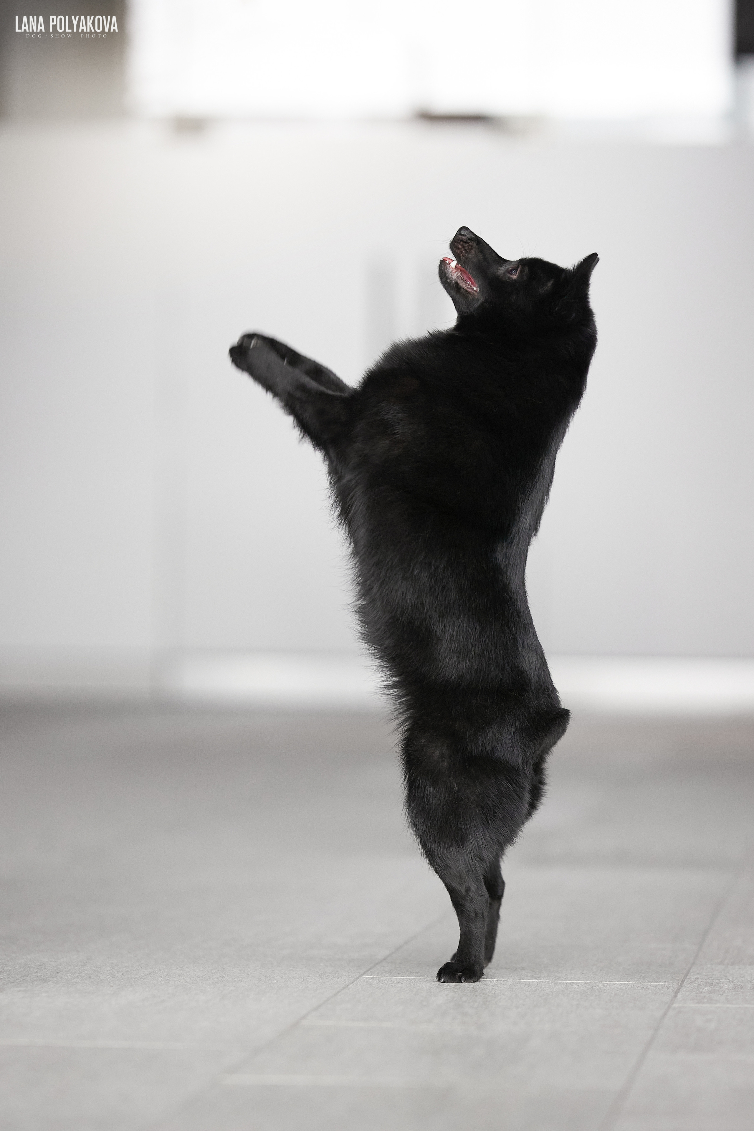 NDS Grand prix «Spring Petersburg 2022» «Elite-Petersburg 2022». ФОТОГРАФ-АНИМАЛИСТ l LANA POLYAKOVA