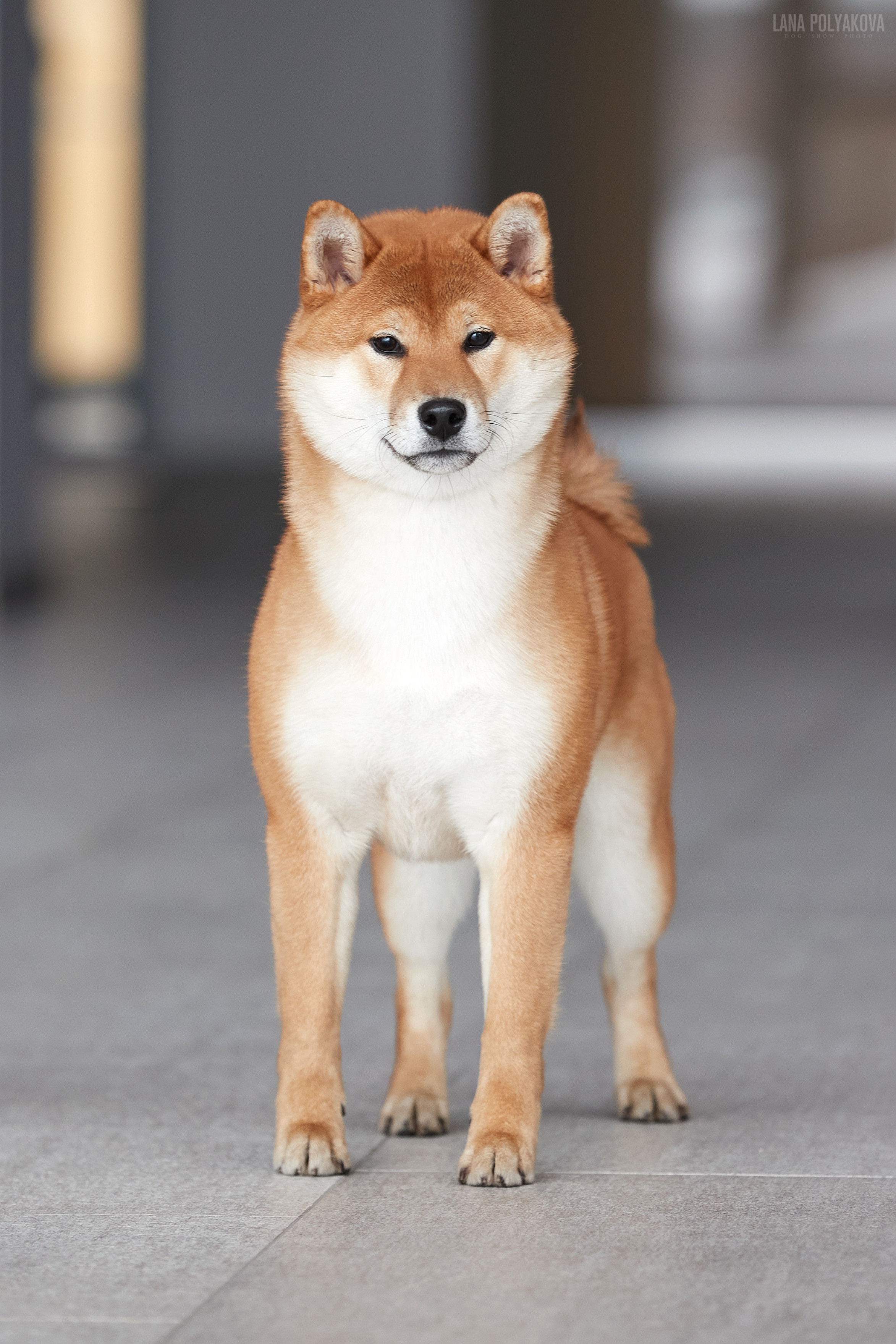 NDS Grand prix «Spring Petersburg 2022» «Elite-Petersburg 2022». ФОТОГРАФ-АНИМАЛИСТ l LANA POLYAKOVA