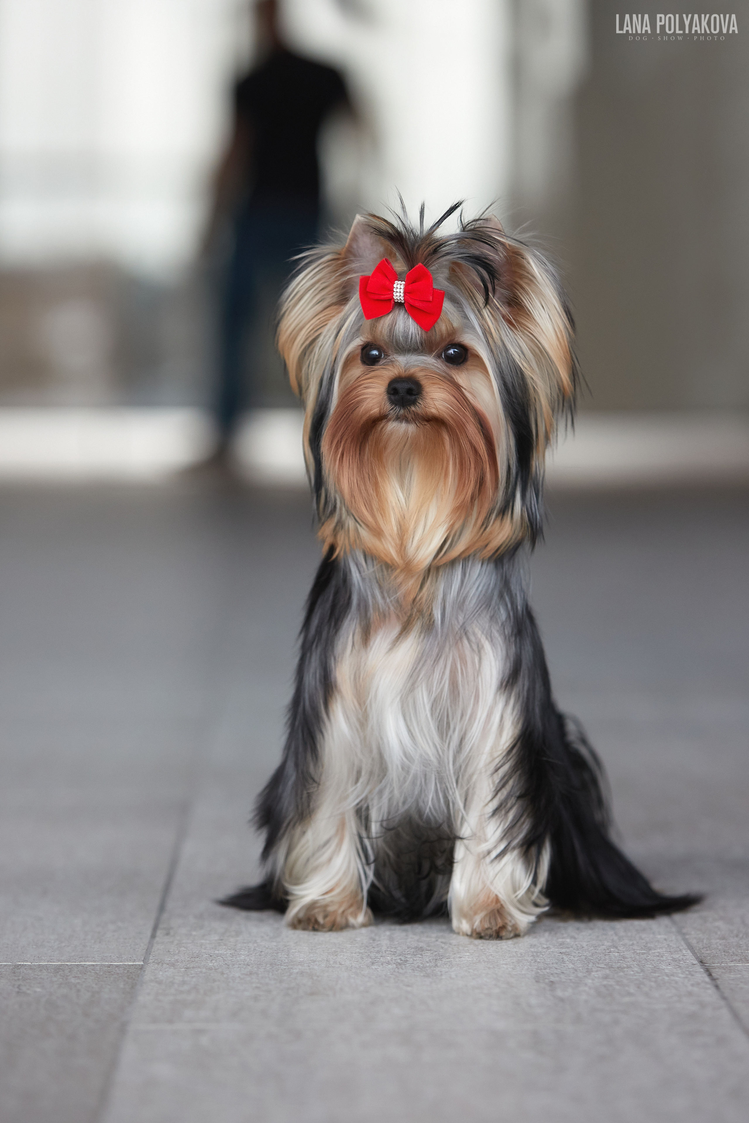 NDS Grand prix «Spring Petersburg 2022» «Elite-Petersburg 2022». ФОТОГРАФ-АНИМАЛИСТ l LANA POLYAKOVA