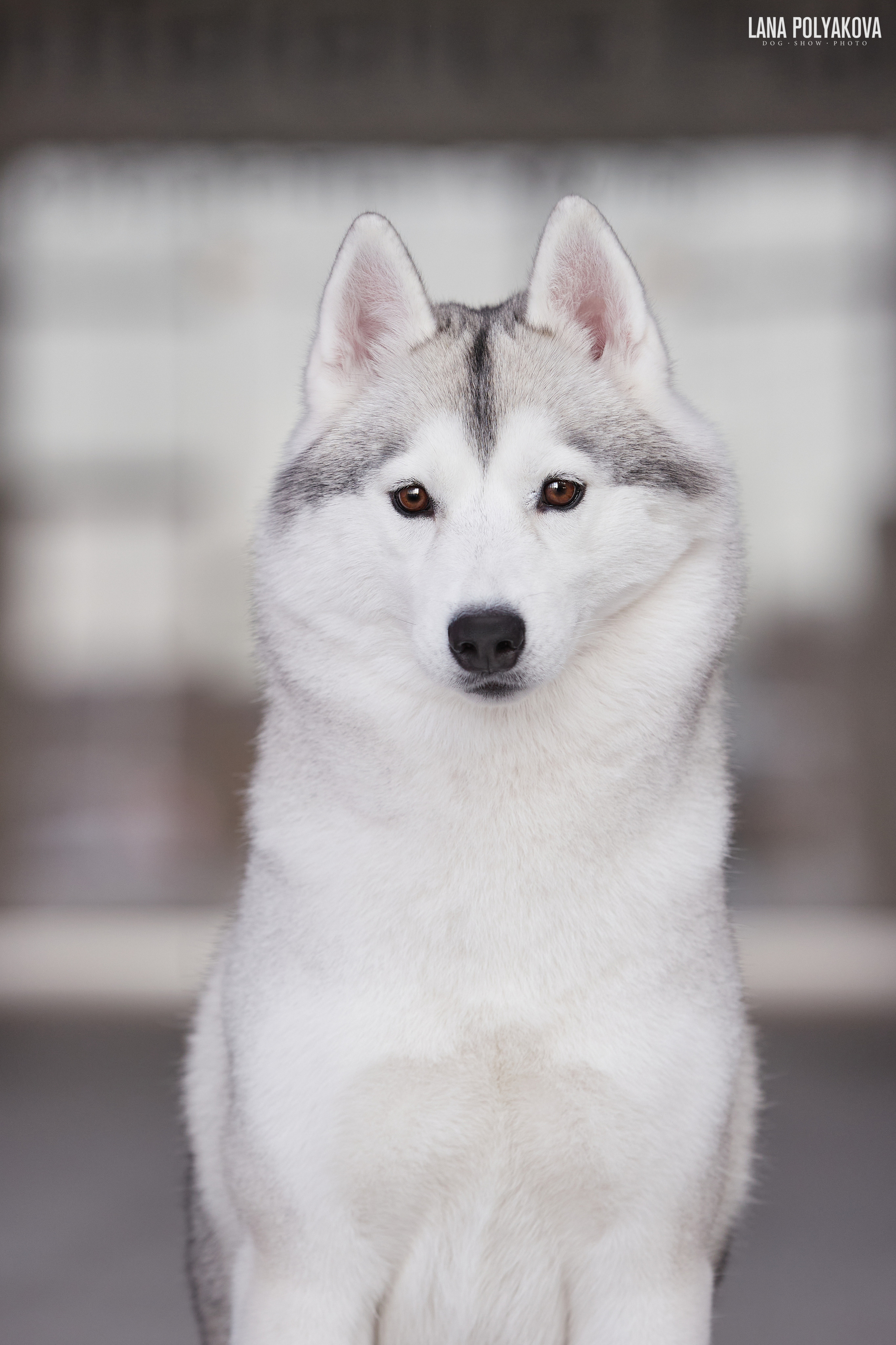 NDS Grand prix «Spring Petersburg 2022» «Elite-Petersburg 2022». ФОТОГРАФ-АНИМАЛИСТ l LANA POLYAKOVA