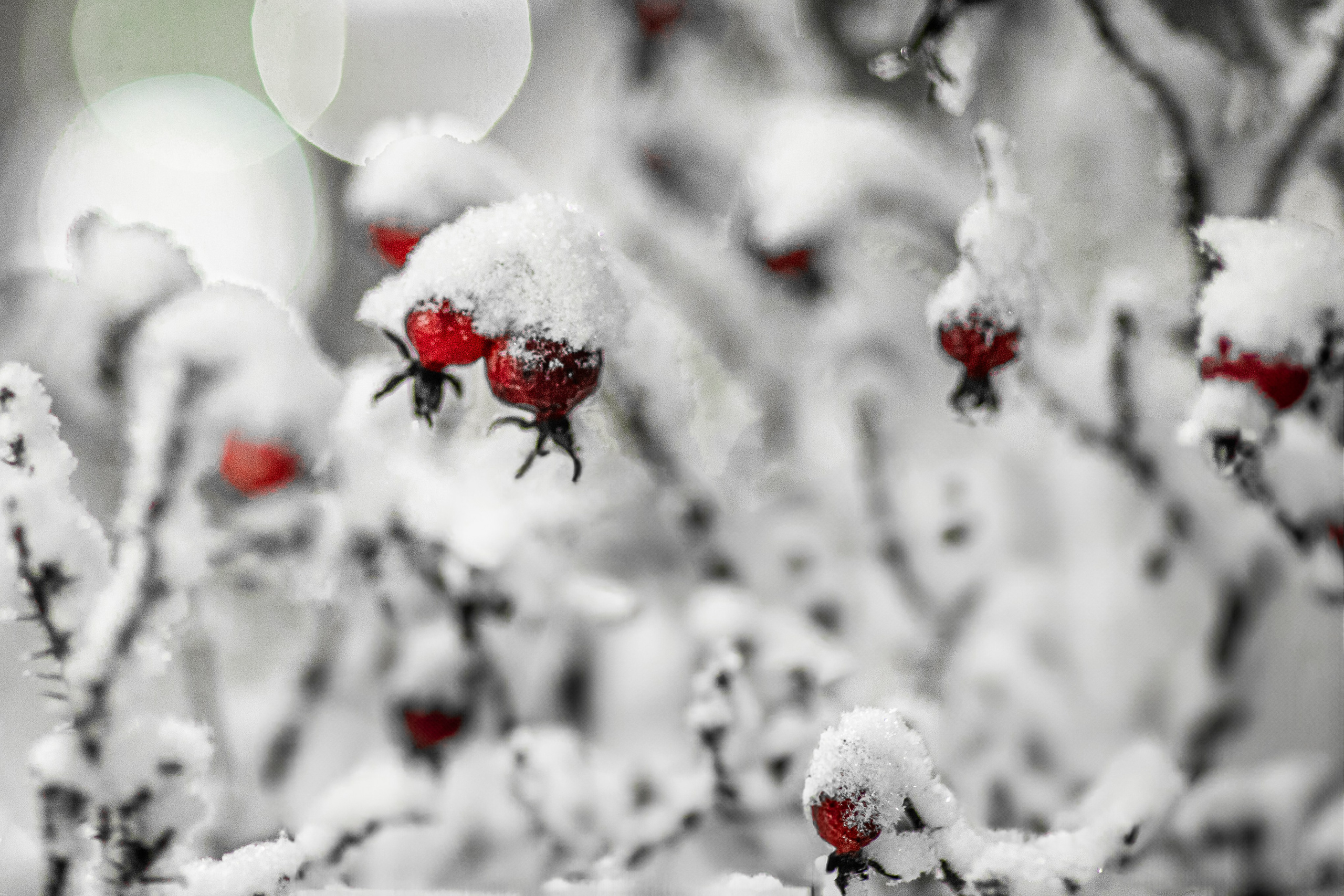 Времена года. Фотограф Елена Вишневская (Ушакова) Нефтеюганск, Сургут, Тюмень