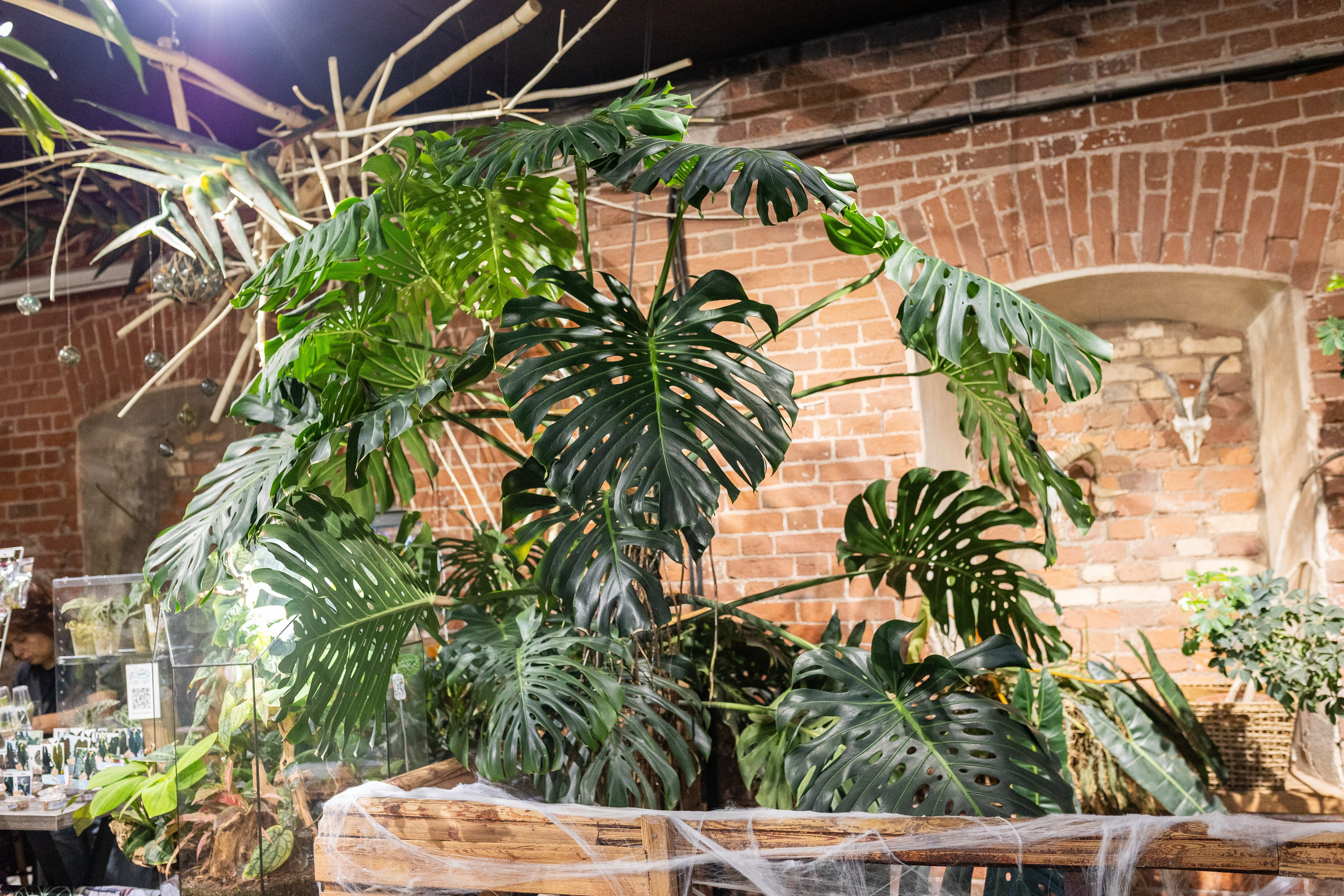 GreenRare ярмарка 2024. Александра Куликова фотограф, Москва