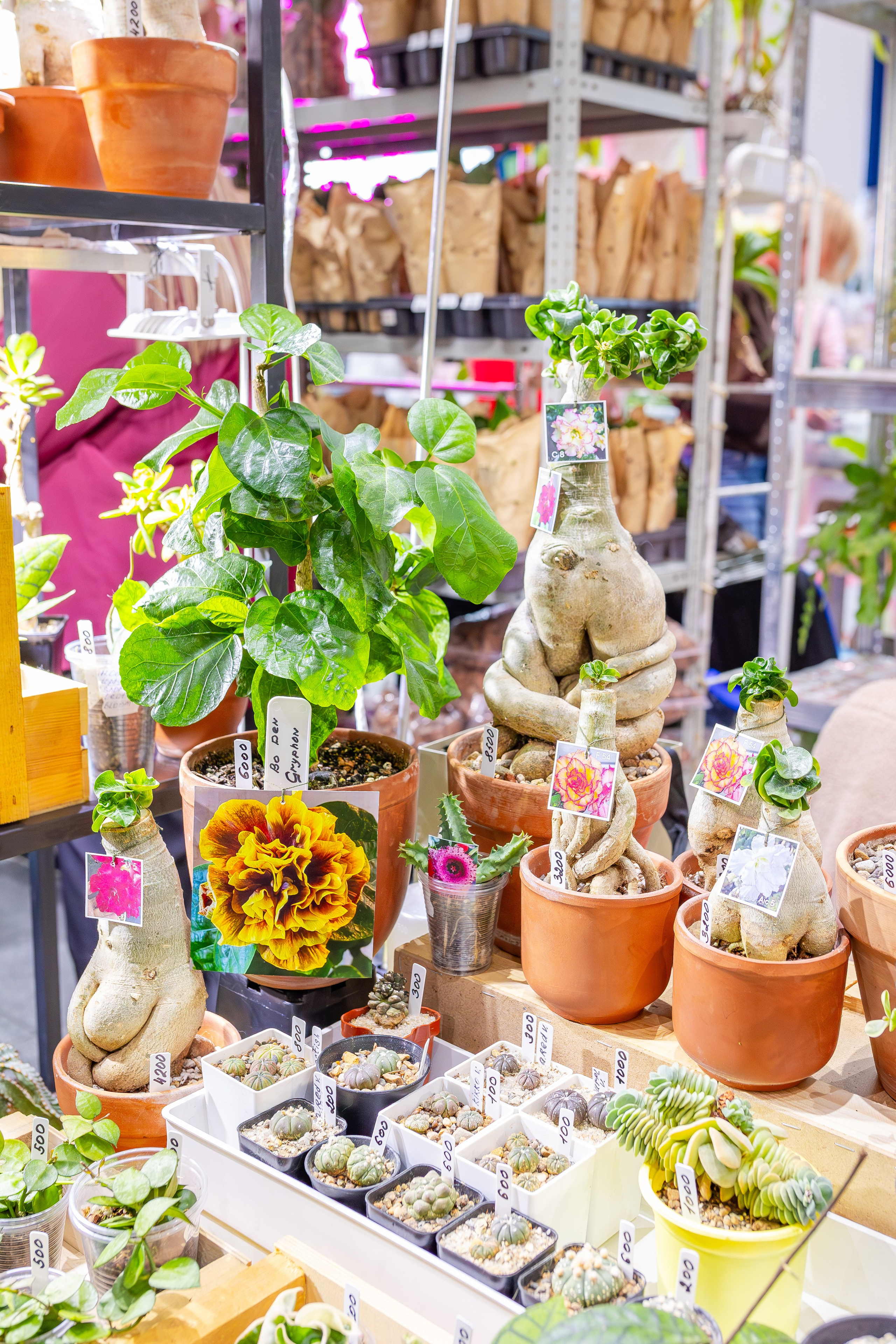 Орхидиум сентябрь 2025. Александра Куликова фотограф, Москва