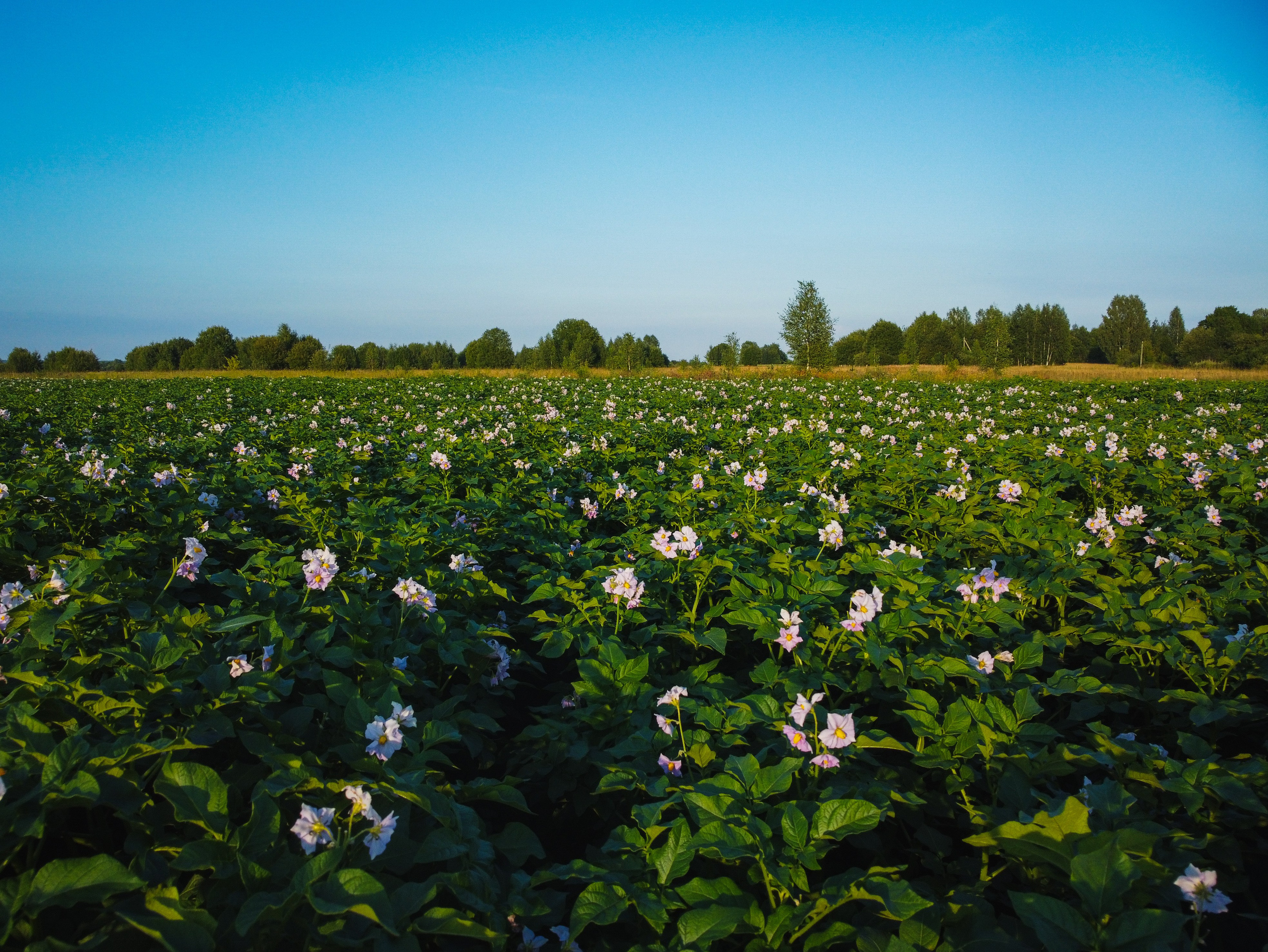 Поле с картофелем, ранее утро, рассвет