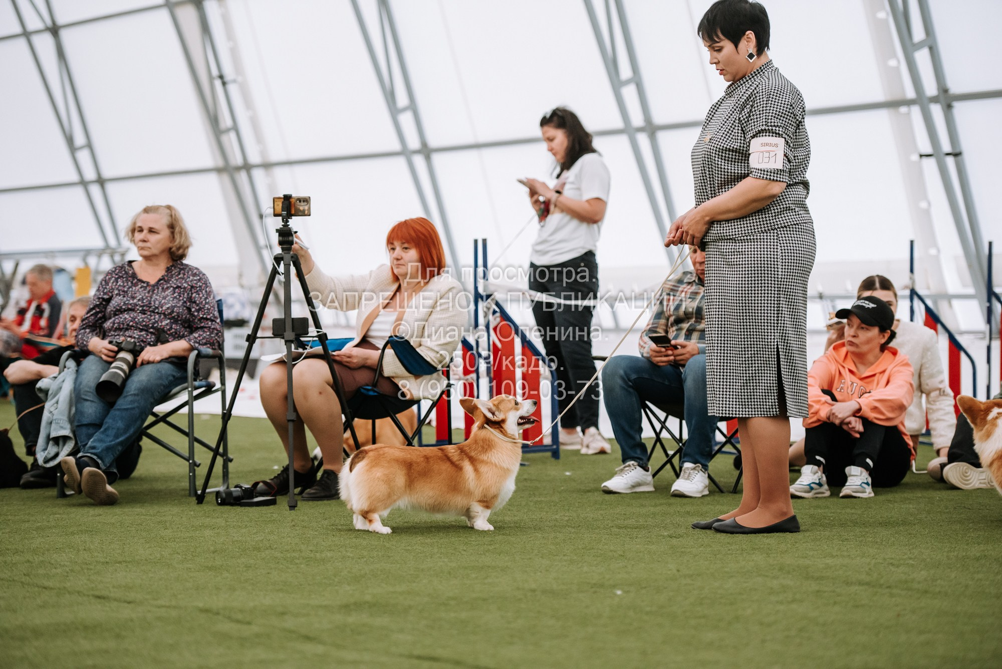 Выставка собак Красноярск 2.06. Фотограф Диана Оленина Красноярск / Братск