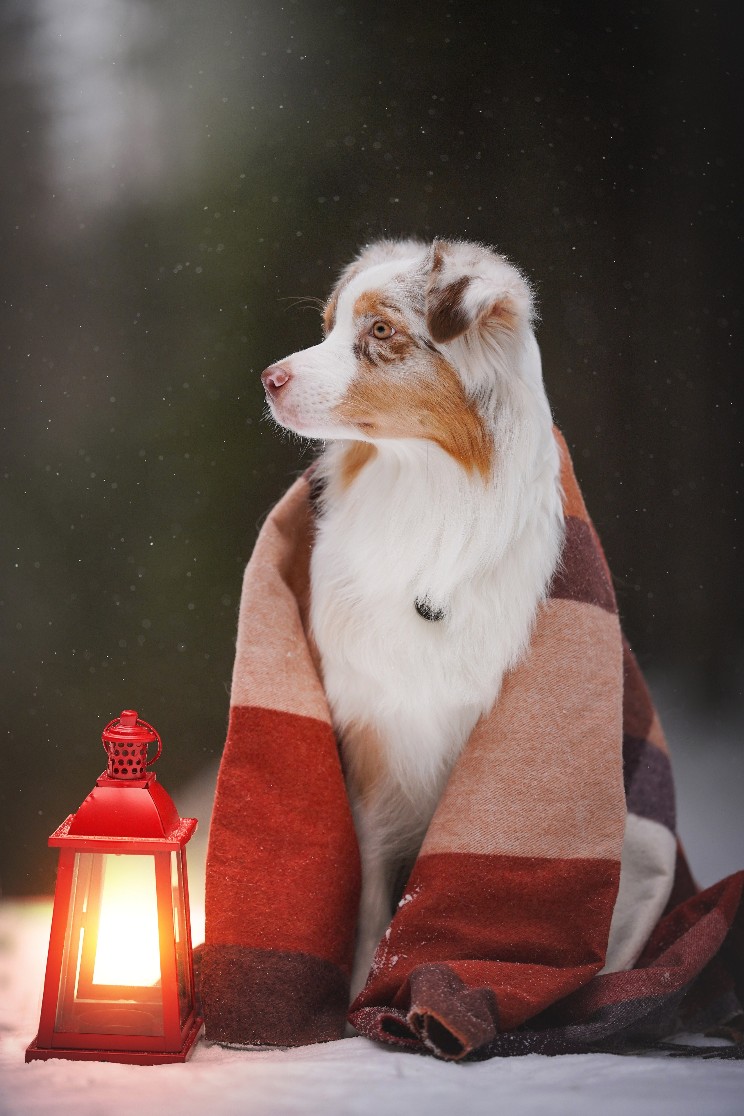 Юни и Панда. Фотограф-анималист в Санкт-Петербурге Яна Мартынова