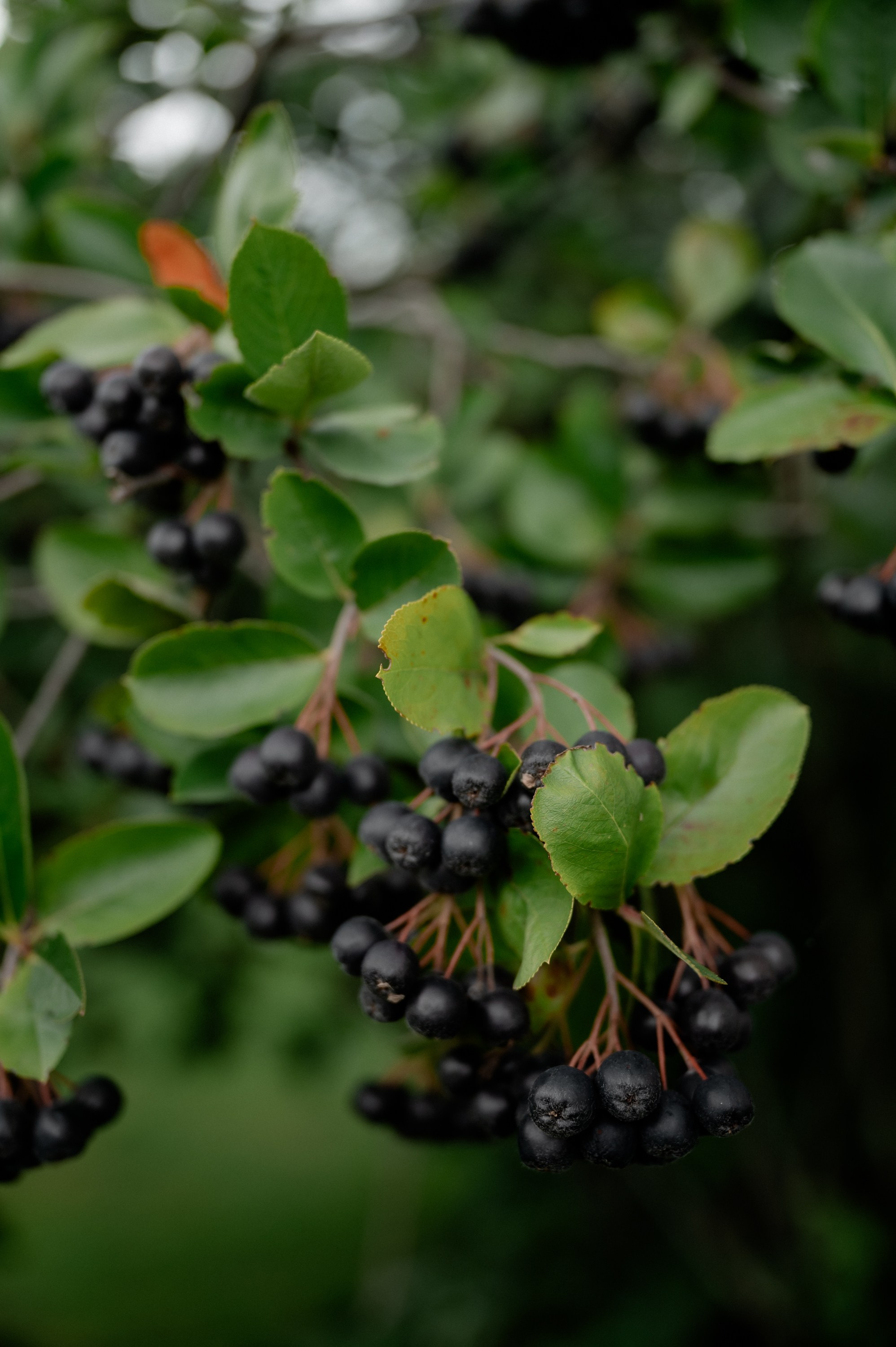 Антон и Карина. Фотограф Анна Пятак