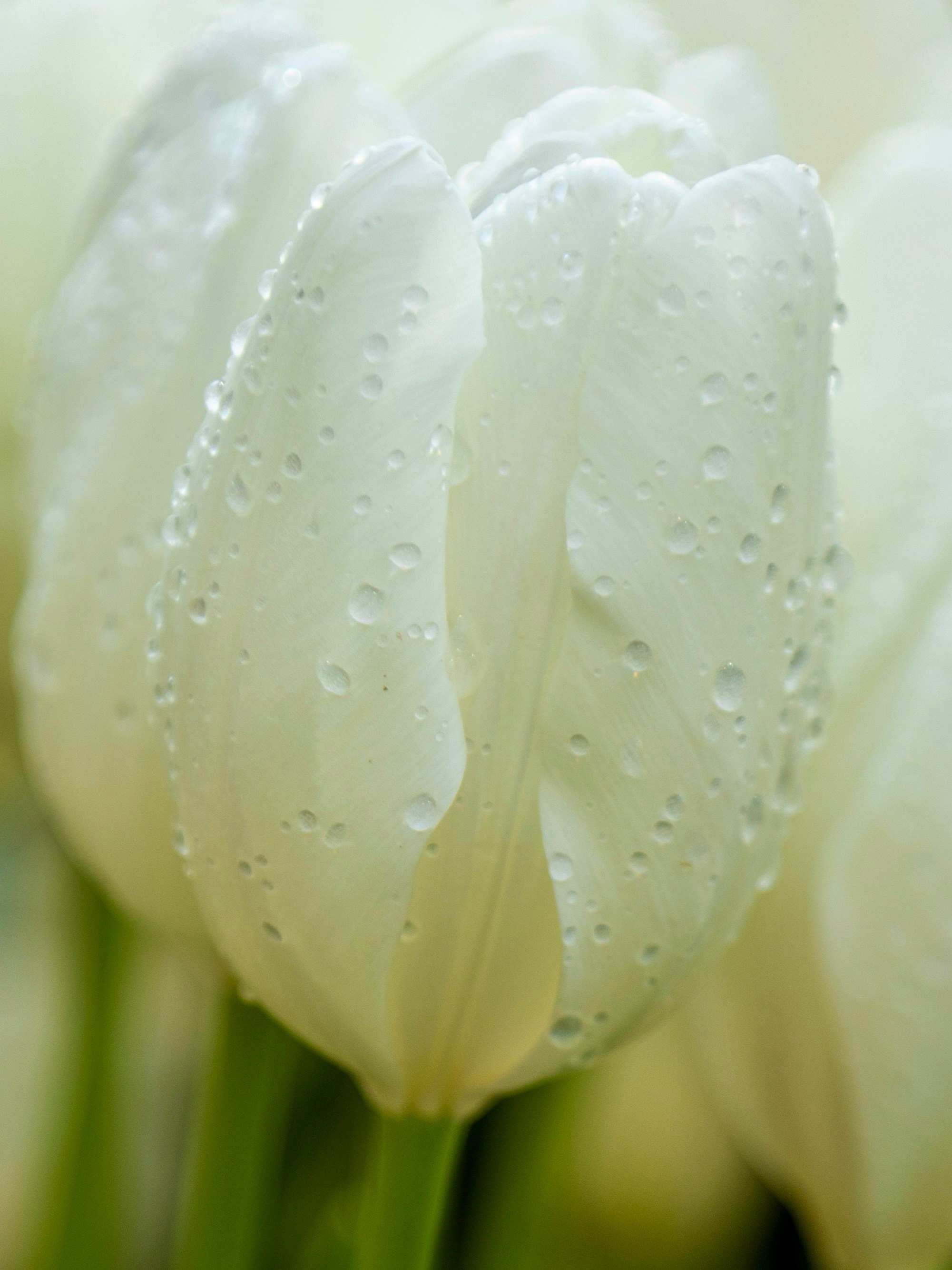 Весенние цветы. Фотосессии и репортаж — Фотограф в Москве — Рина Серёгина