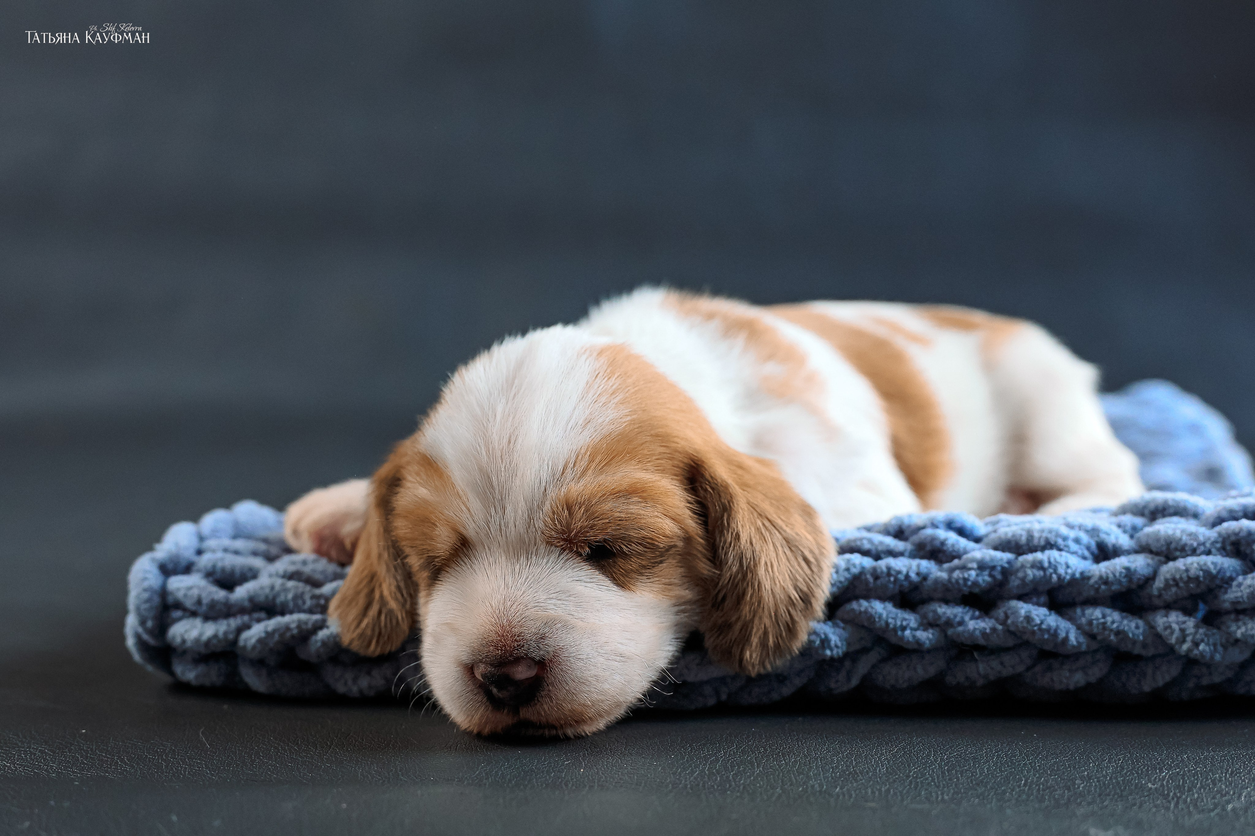 Малые вандейские бассет гриффоны. PVBG. Petit vandeen basset griffon, щенки в новосибирске. Питомник White Rivendel