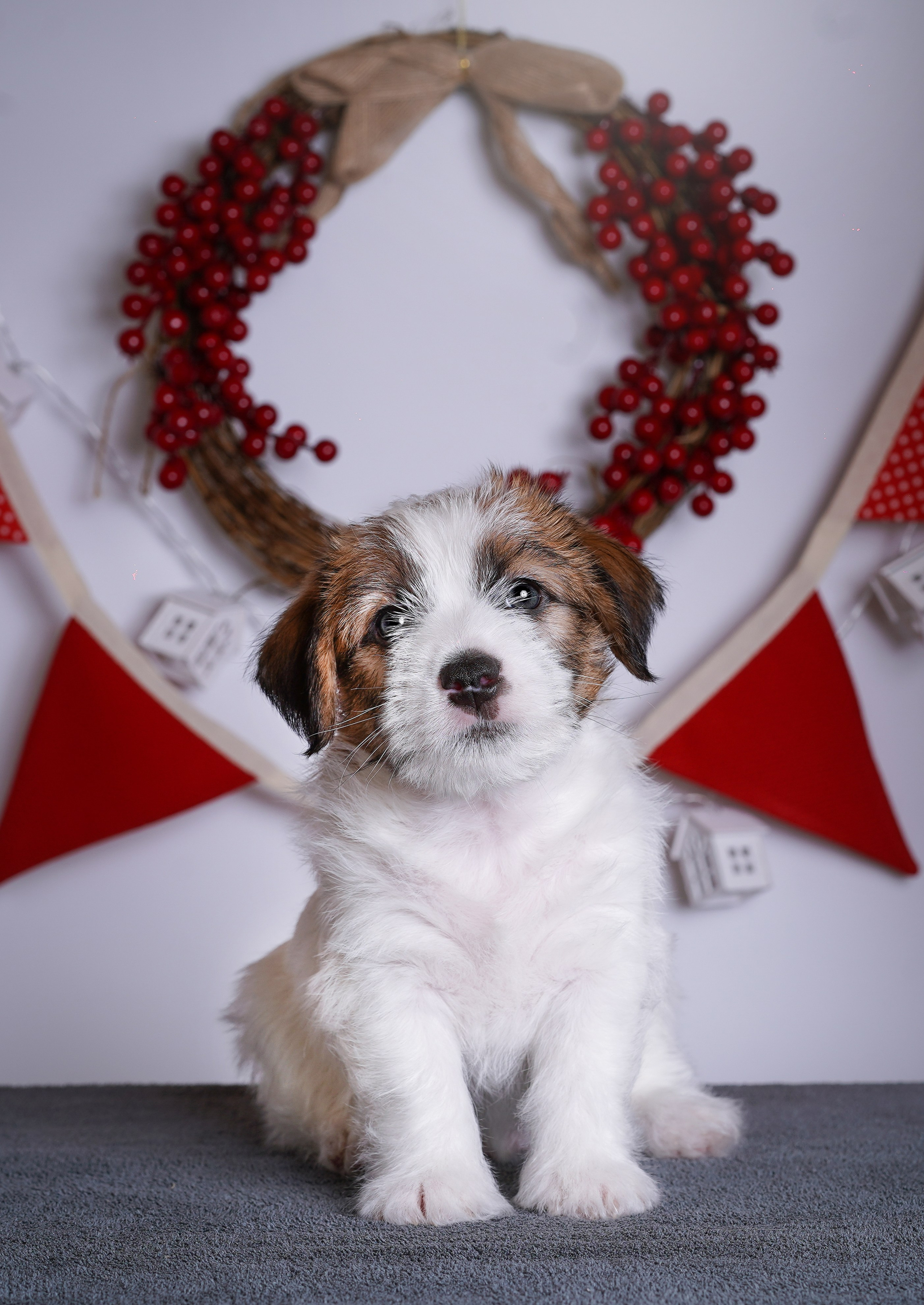 Щенки джек-рассела. Фотограф-анималист в Санкт-Петербурге Яна Мартынова
