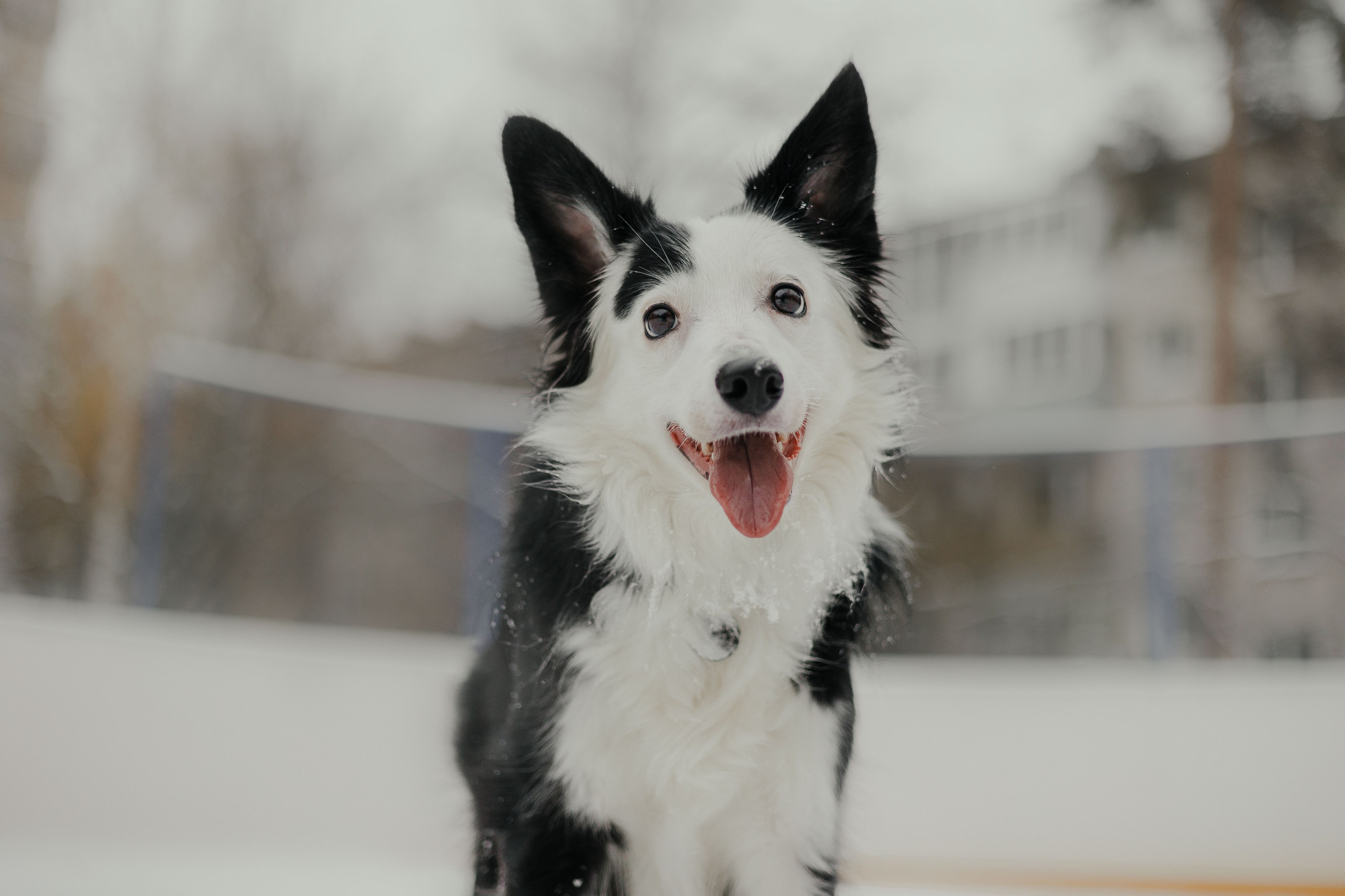 Екатерина Справцева фотограф анималист - портфолио фото. Фотограф Анималист Екатерина Справцева в Нижнем Новгороде