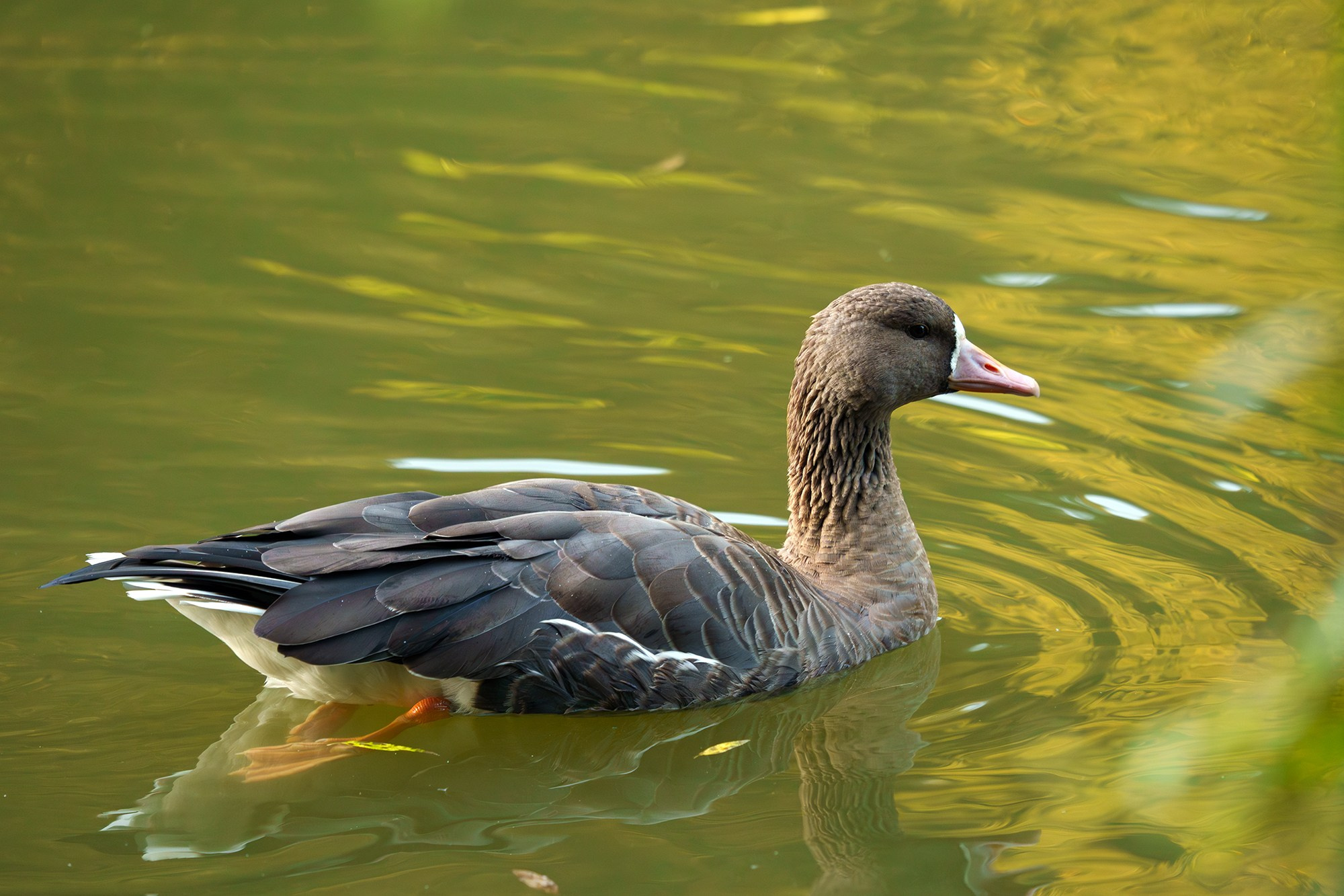Удивительные мир птиц. Вокруг нас столько прекрасного — присмотритесь!. Ваш личный фотограф Марина Волкова
