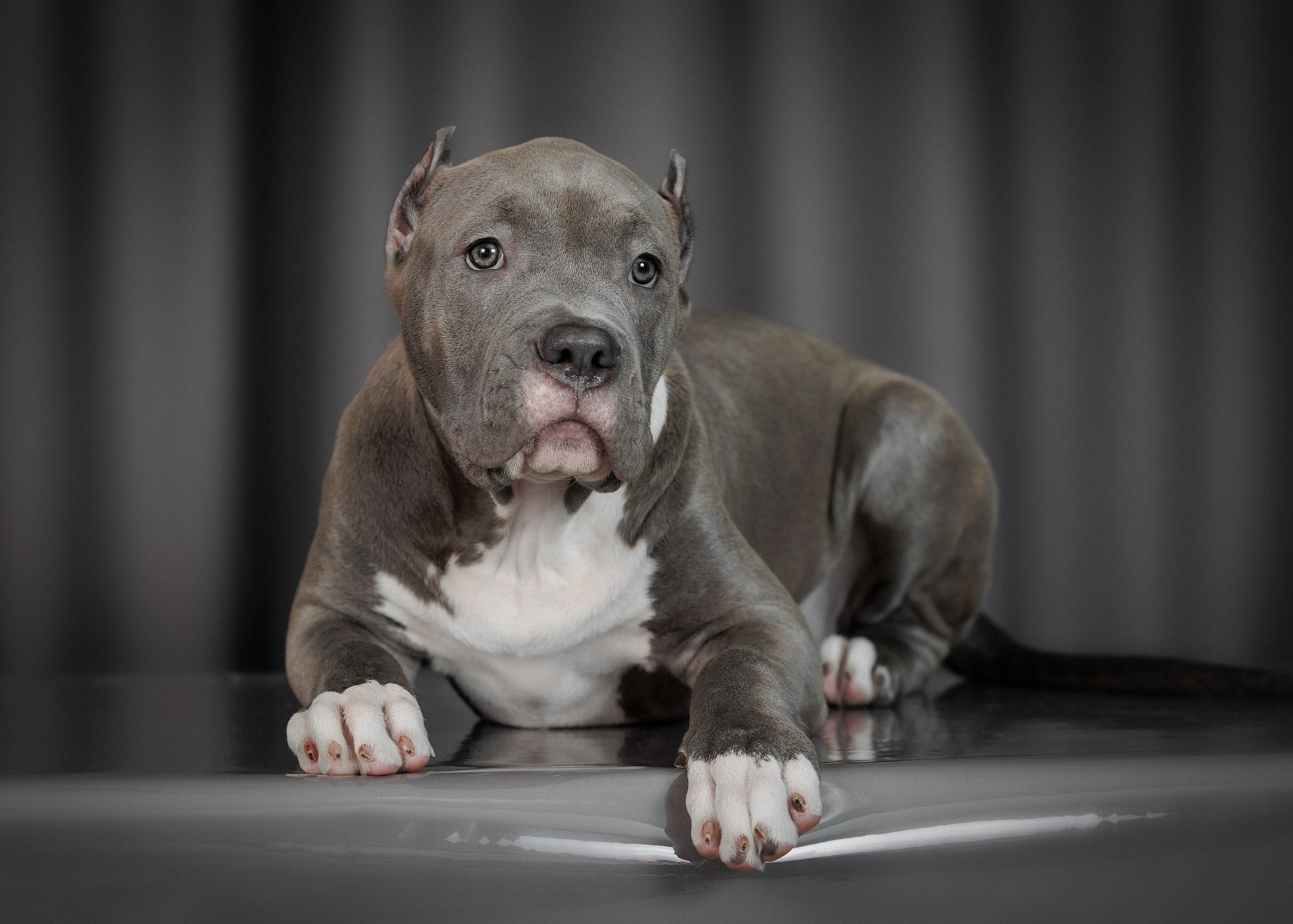 Щенки. Фотограф