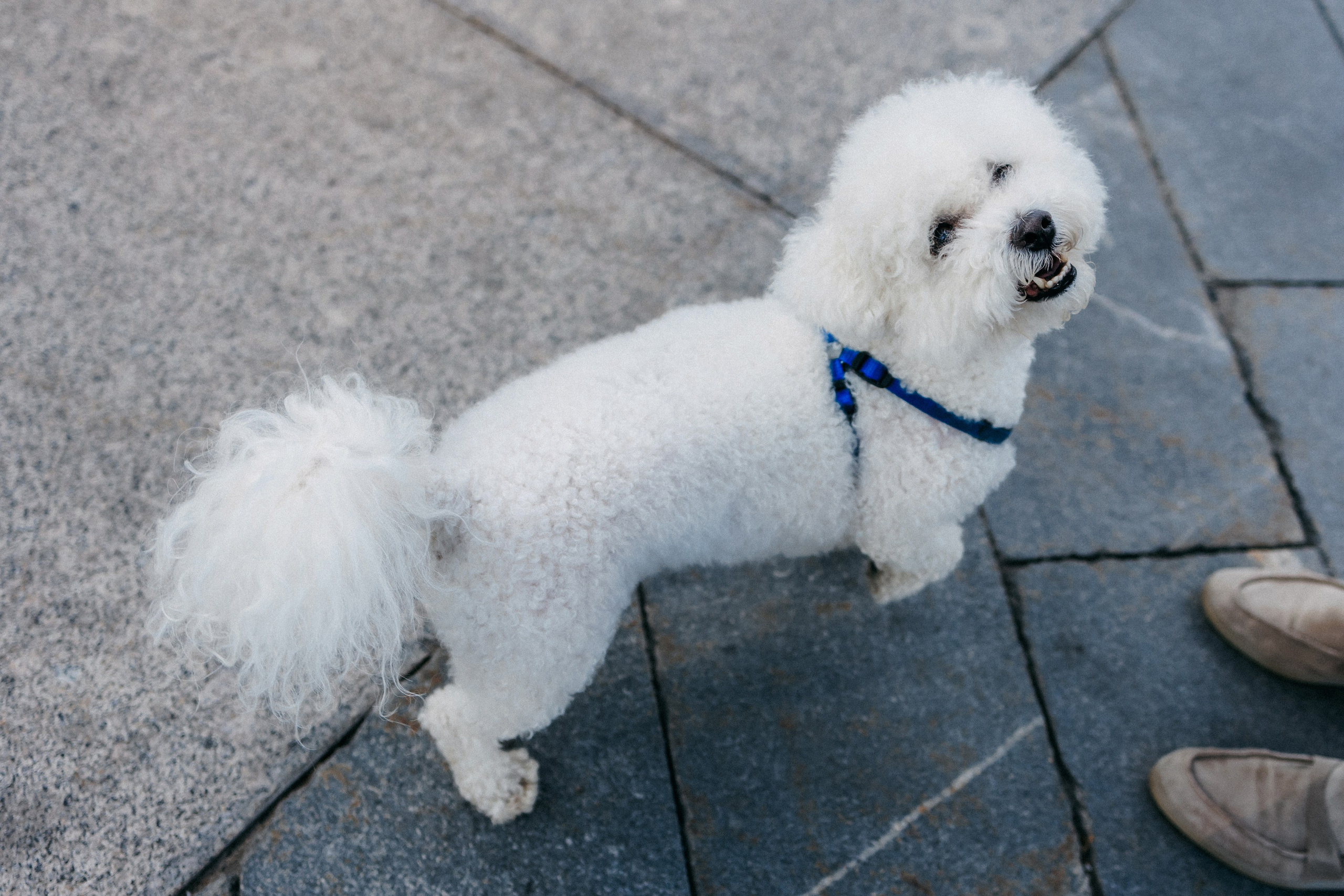 Марина, Данил и Бруно. Фотограф-анималист Елена Радченко, Москва