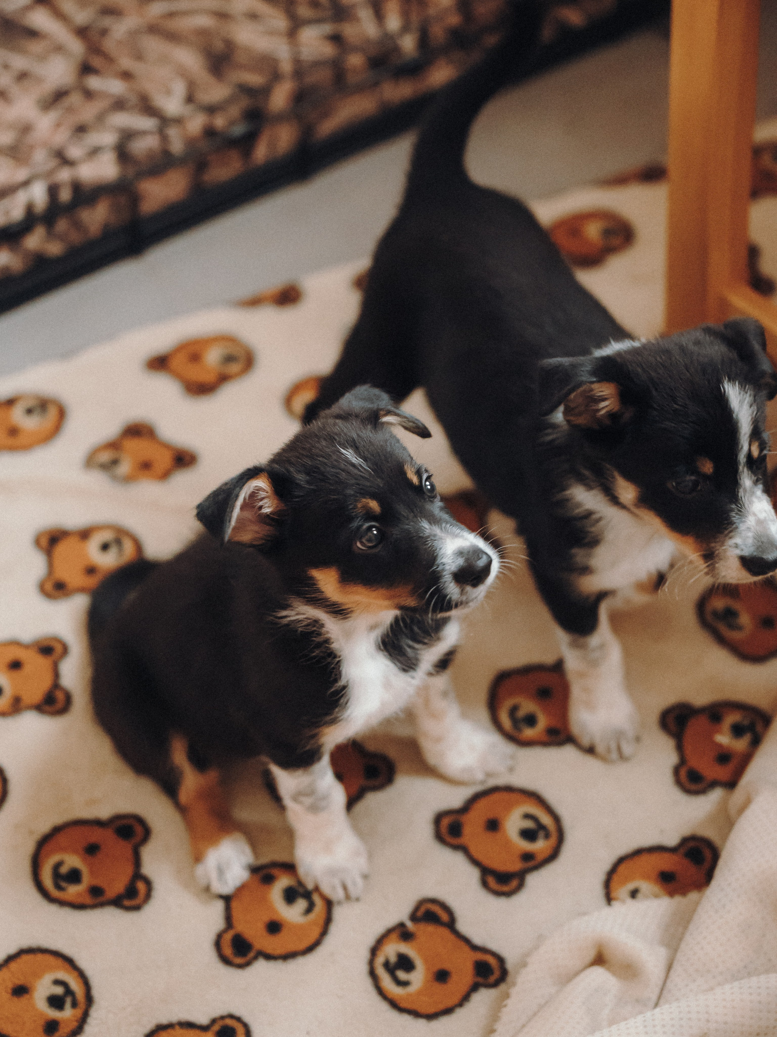 Бордер колли. Семейный фотограф анималист Ананьева Мария — Москва