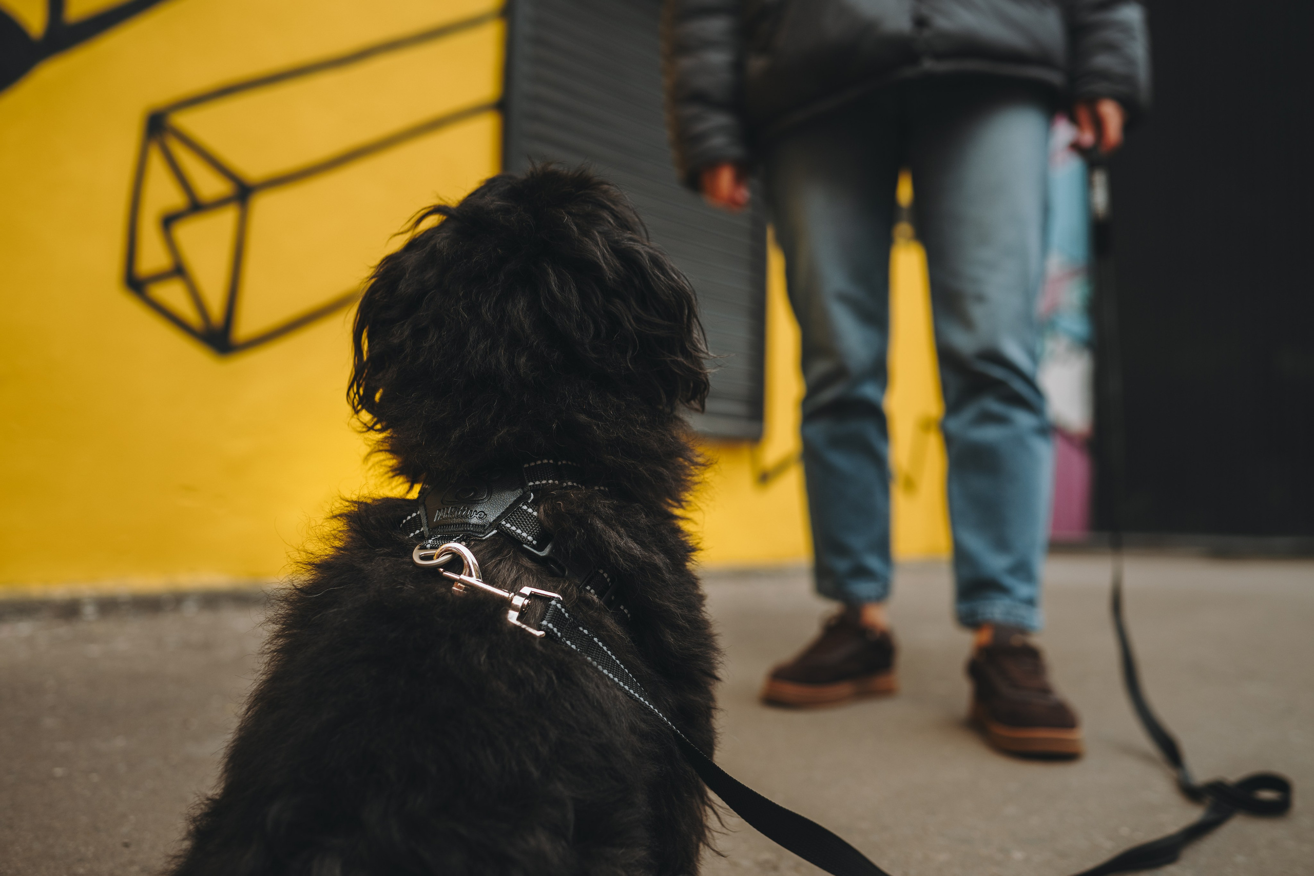 Pawsitive. Семейный фотограф анималист Ананьева Мария — Москва