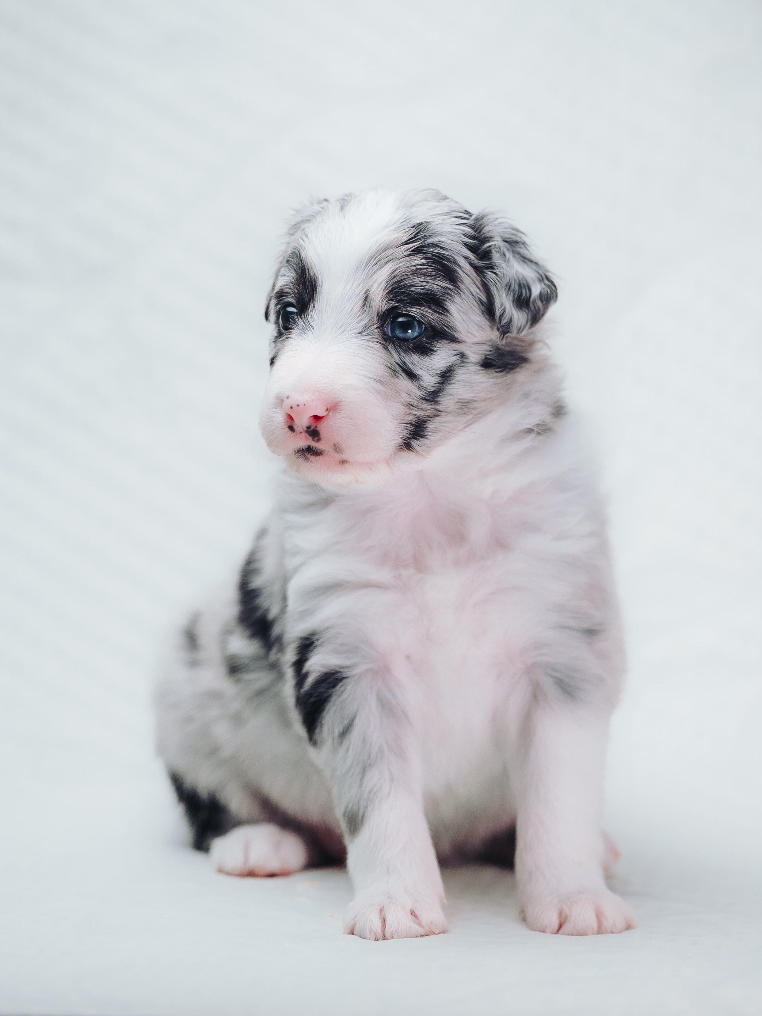 Бордер колли. Семейный фотограф анималист Ананьева Мария — Москва