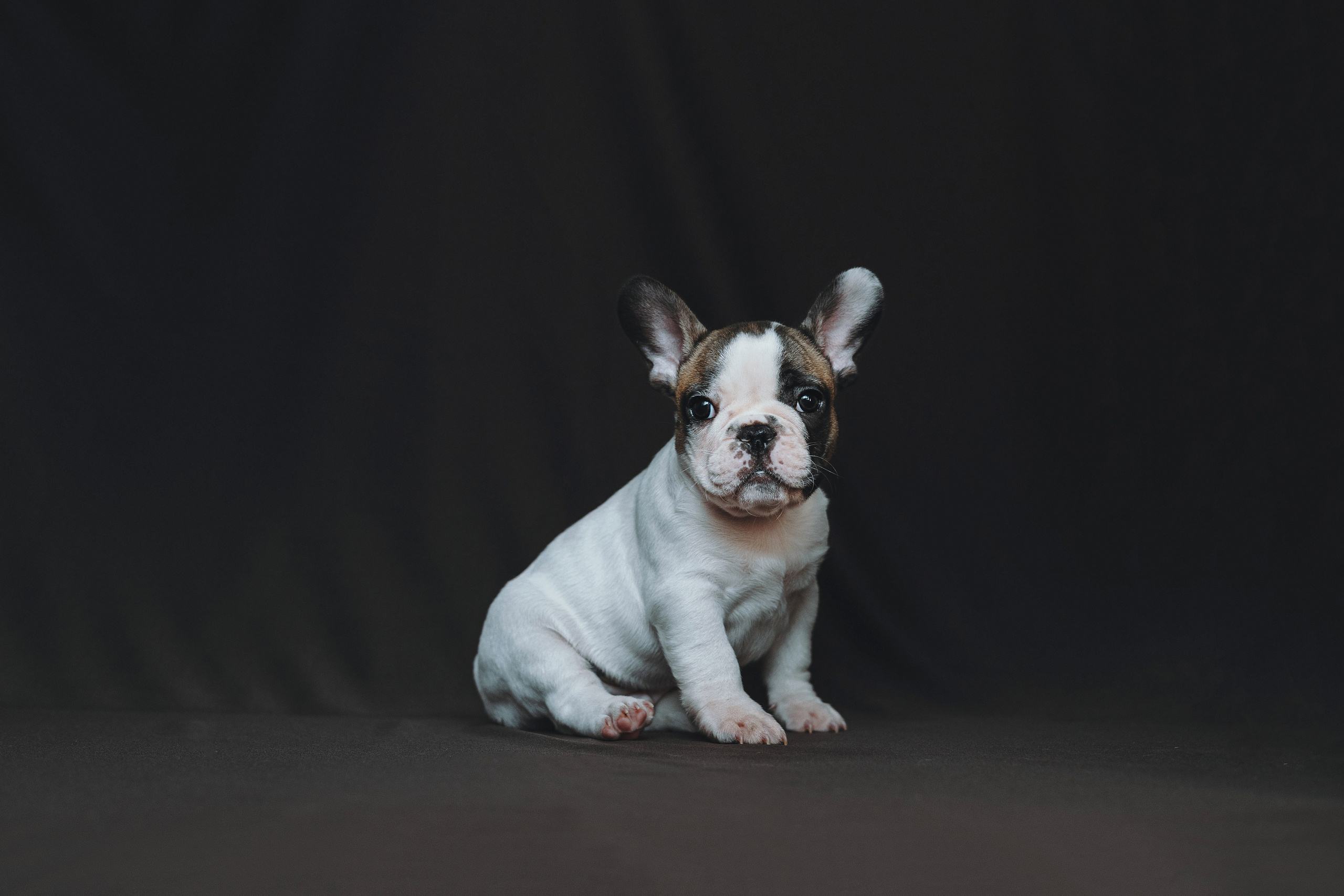 Щеночки. Фотограф — анималист Владивосток, Алина