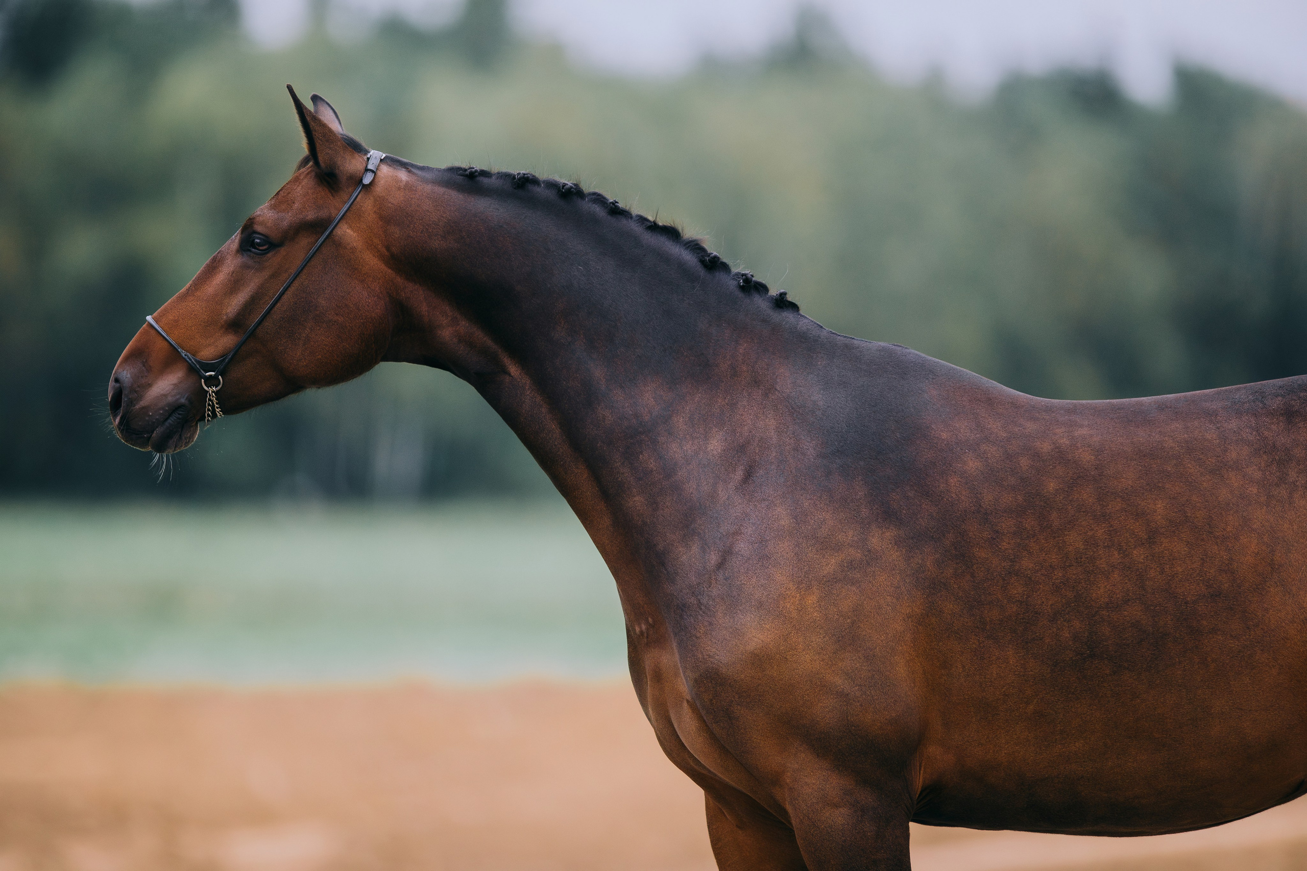На природе. Фотограф-анималист Ксендзова Кристина