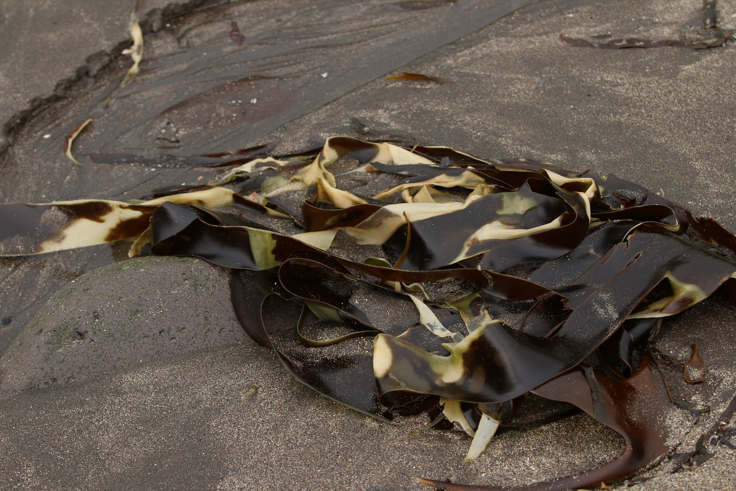 Камчатка и о. Парамушир. Июль 2024. Путешественник-фотограф из Санкт-Петербурга Татьяна Свистулина