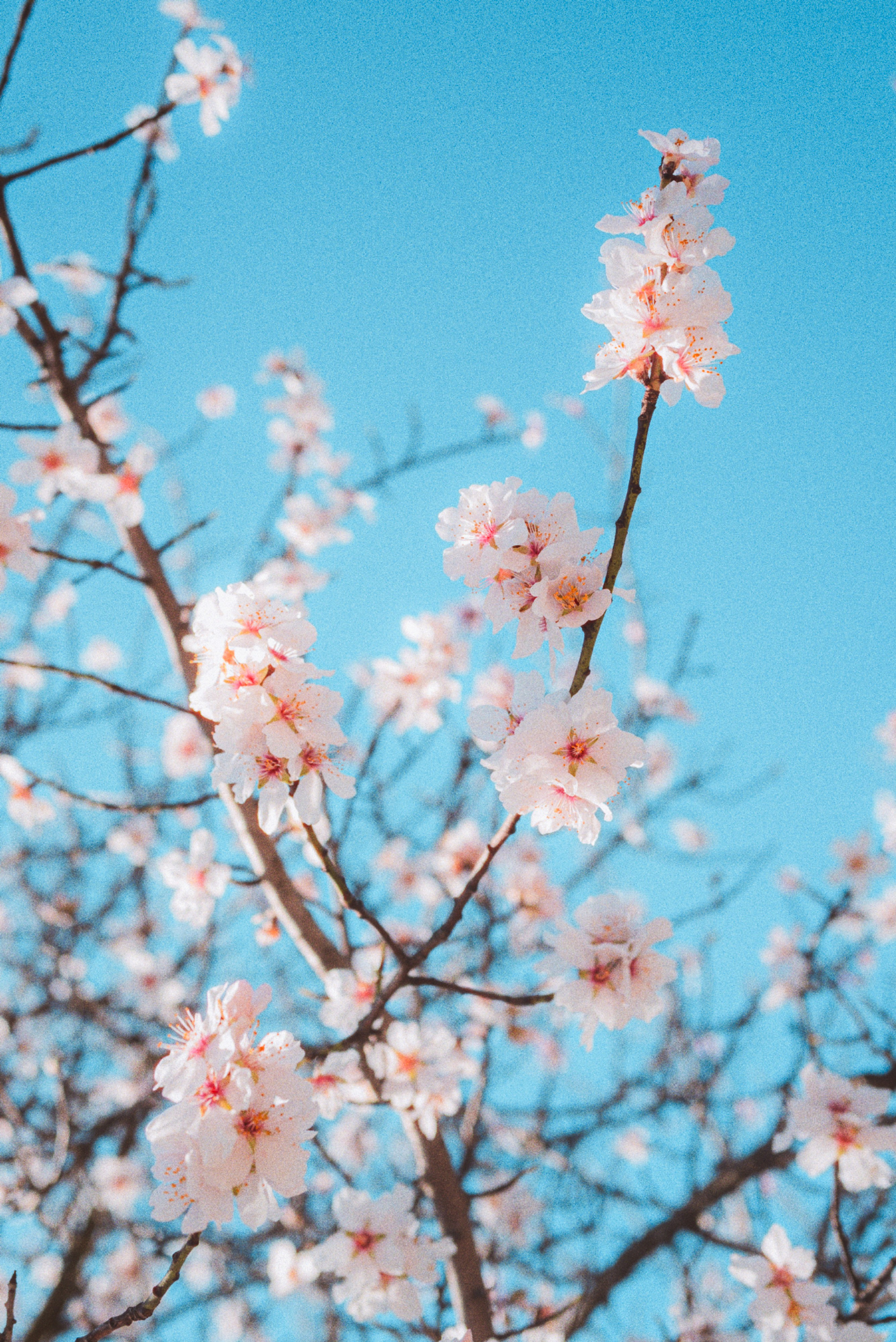 Beautiful woman in a dress surrounded by flowers, garden photoshoot in Barcelona