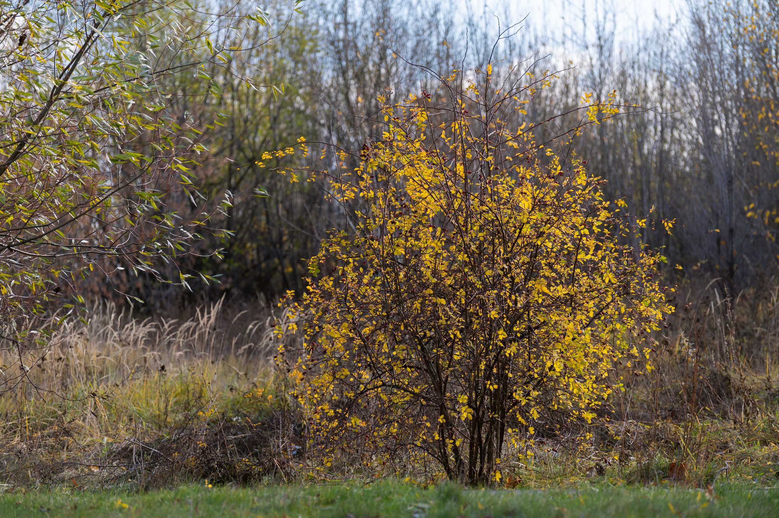 20241102 МГУ. Дмитрий Ремизов. Фотография, как хобби