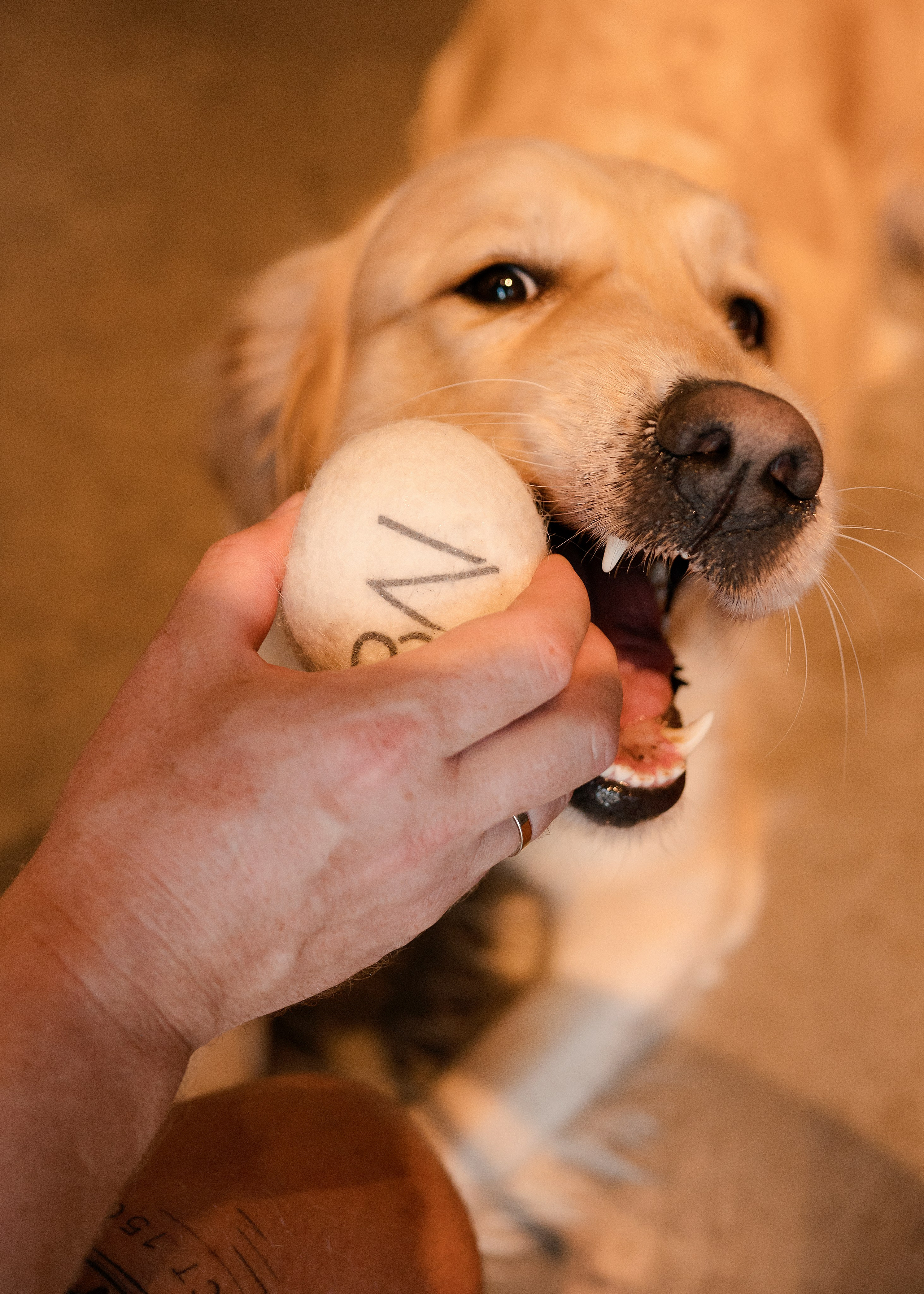 Bow-Wow. Фотограф- анималист Александра Матвеева