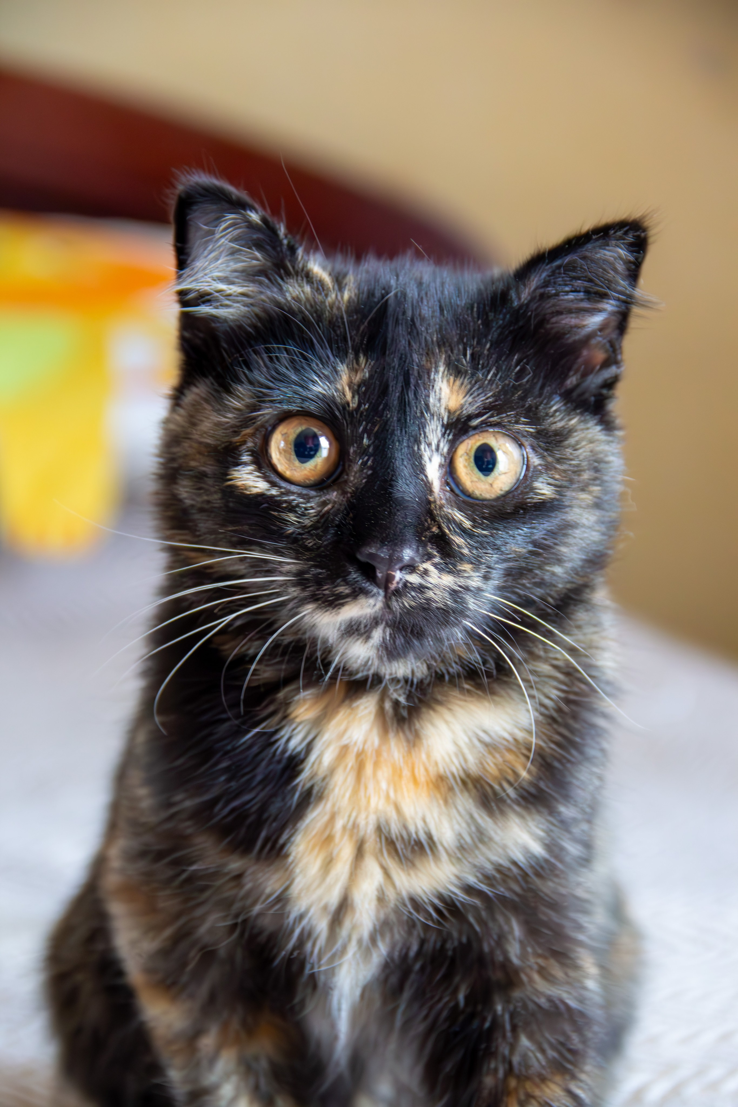 Котёнок Соня. Фотозаметки Лины Юговой | фотограф-анималист