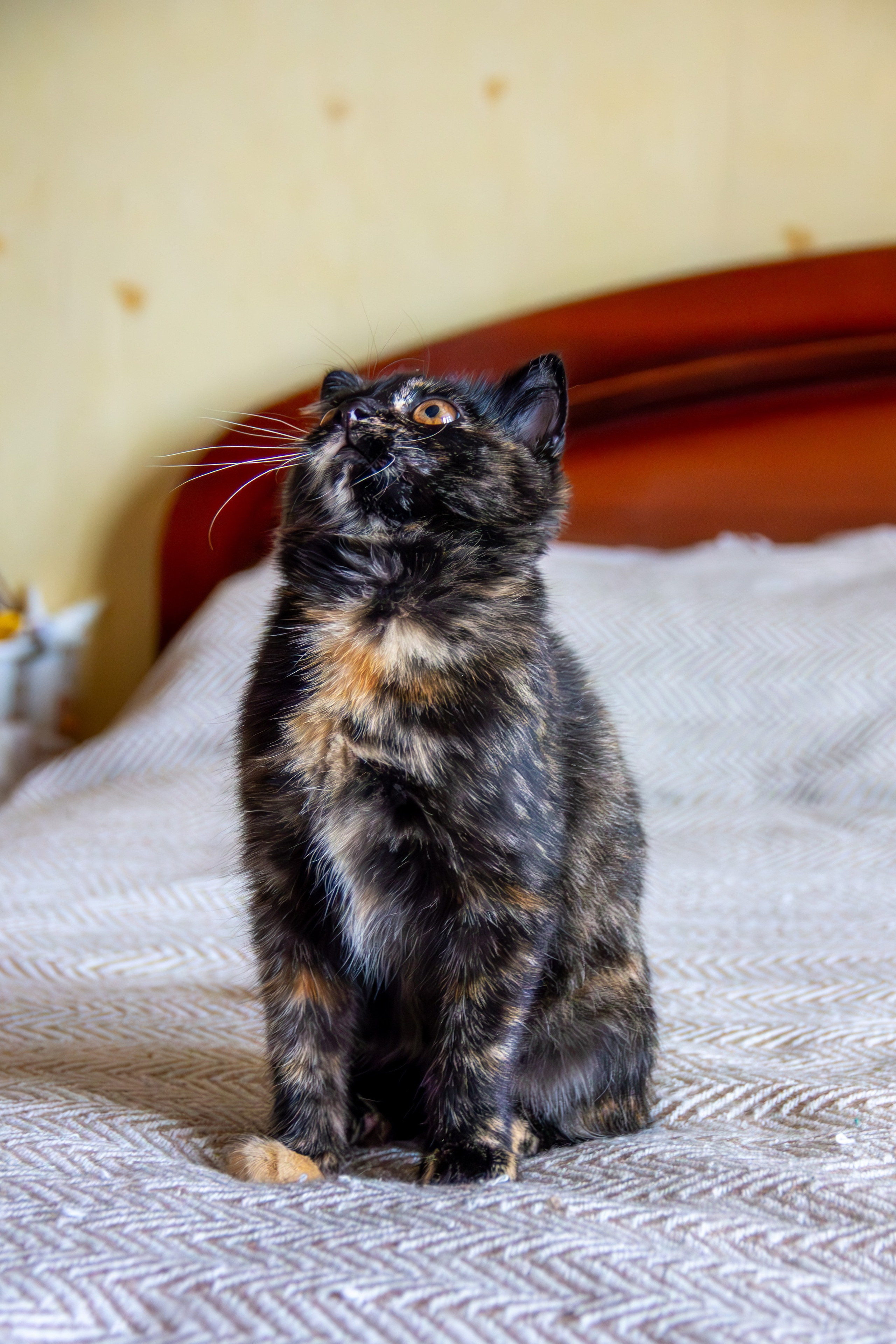 Котёнок Соня. Фотозаметки Лины Юговой | фотограф-анималист