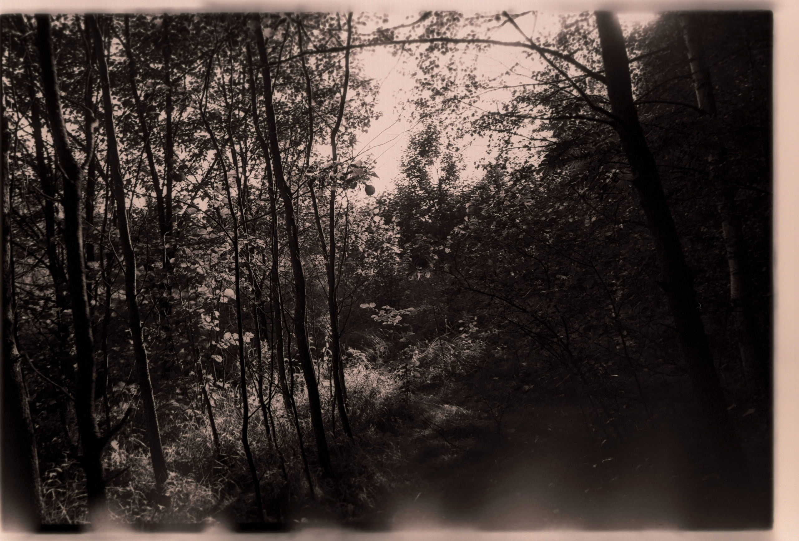 Лесная серия. Kirill Gribov