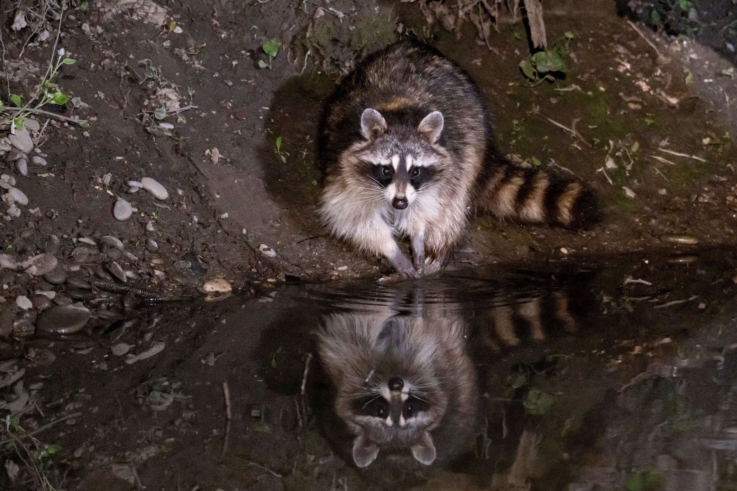 Дикая природа Дагестана. Май 2025 г. Foto-Zuev фотография как искусство