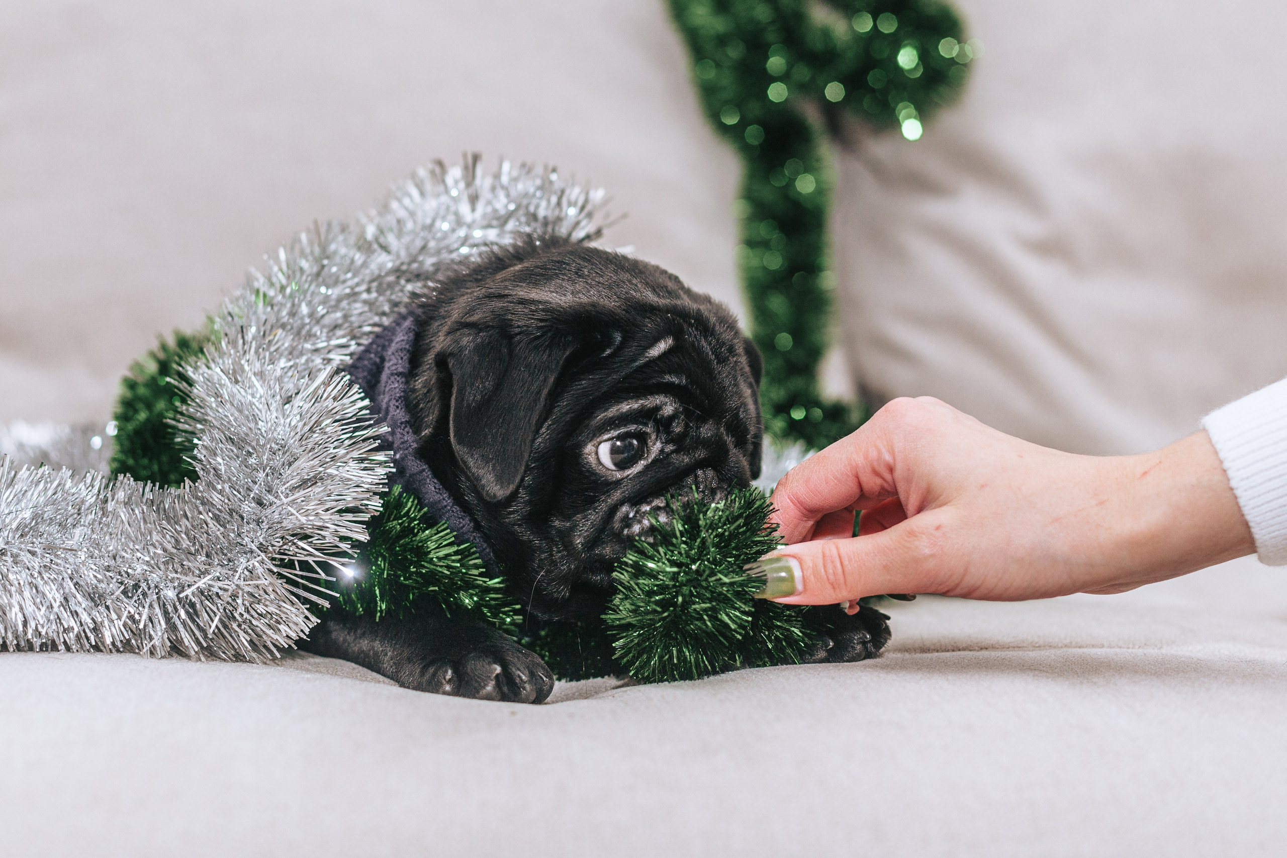 Домашняя фотосессия Оли и двух ее мопсов. Фотограф-анималист Татьяна Степанова