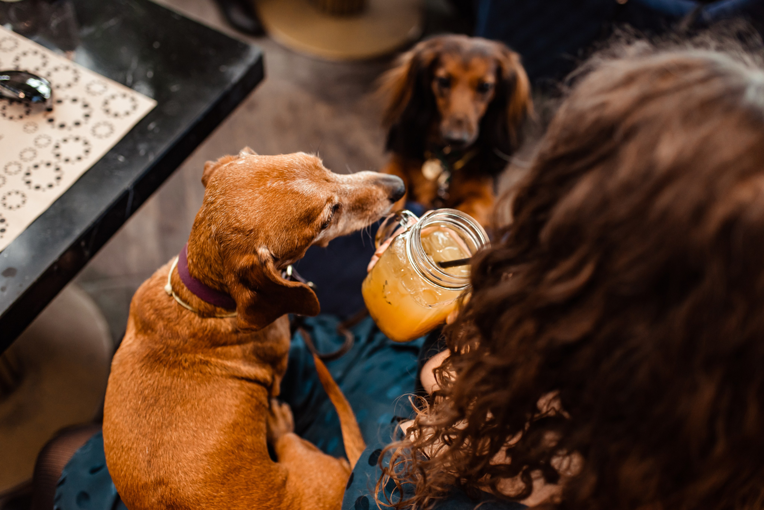 Таксы на Красной площади. Семейный Фотограф в Москве Ирина Хохлова