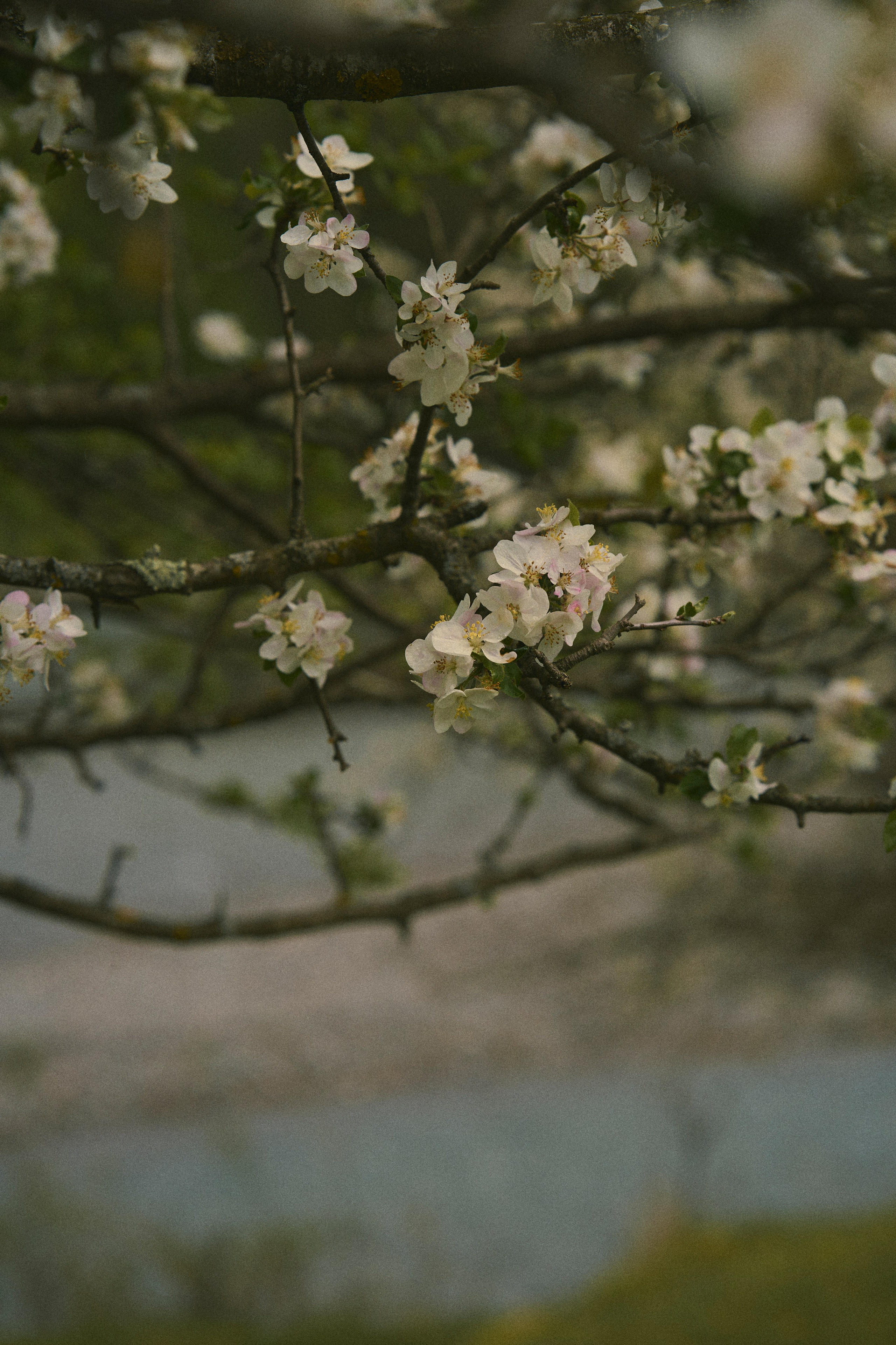 Krasnodar. Гасанова Алина|Фотограф в Санкт-Петербурге