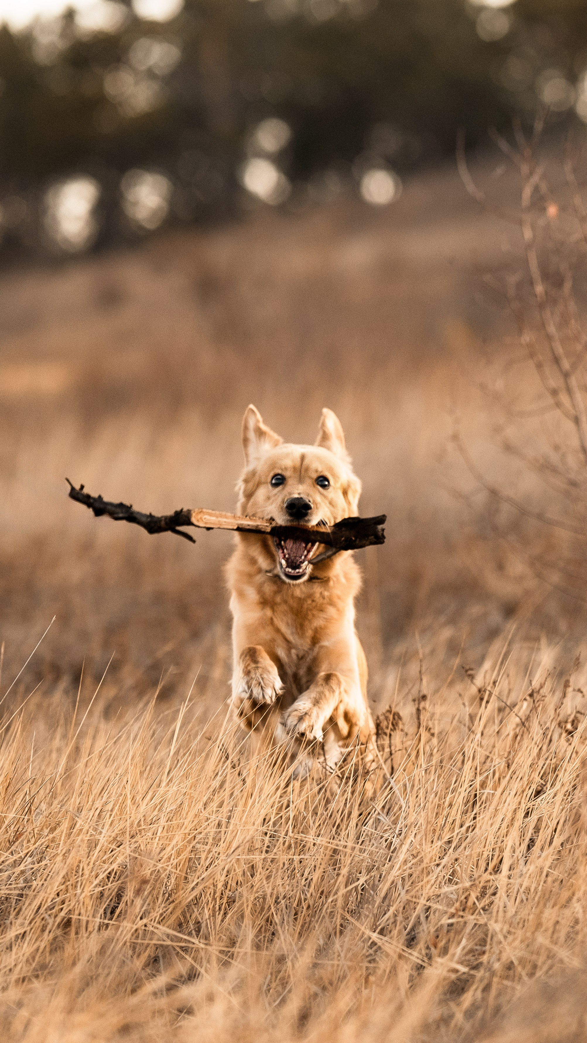 Фотосессия с собакой. Портретный фотограф в Чите Анна Камратова. Помогу Вам создать историю, в которой Вы — главный герой!