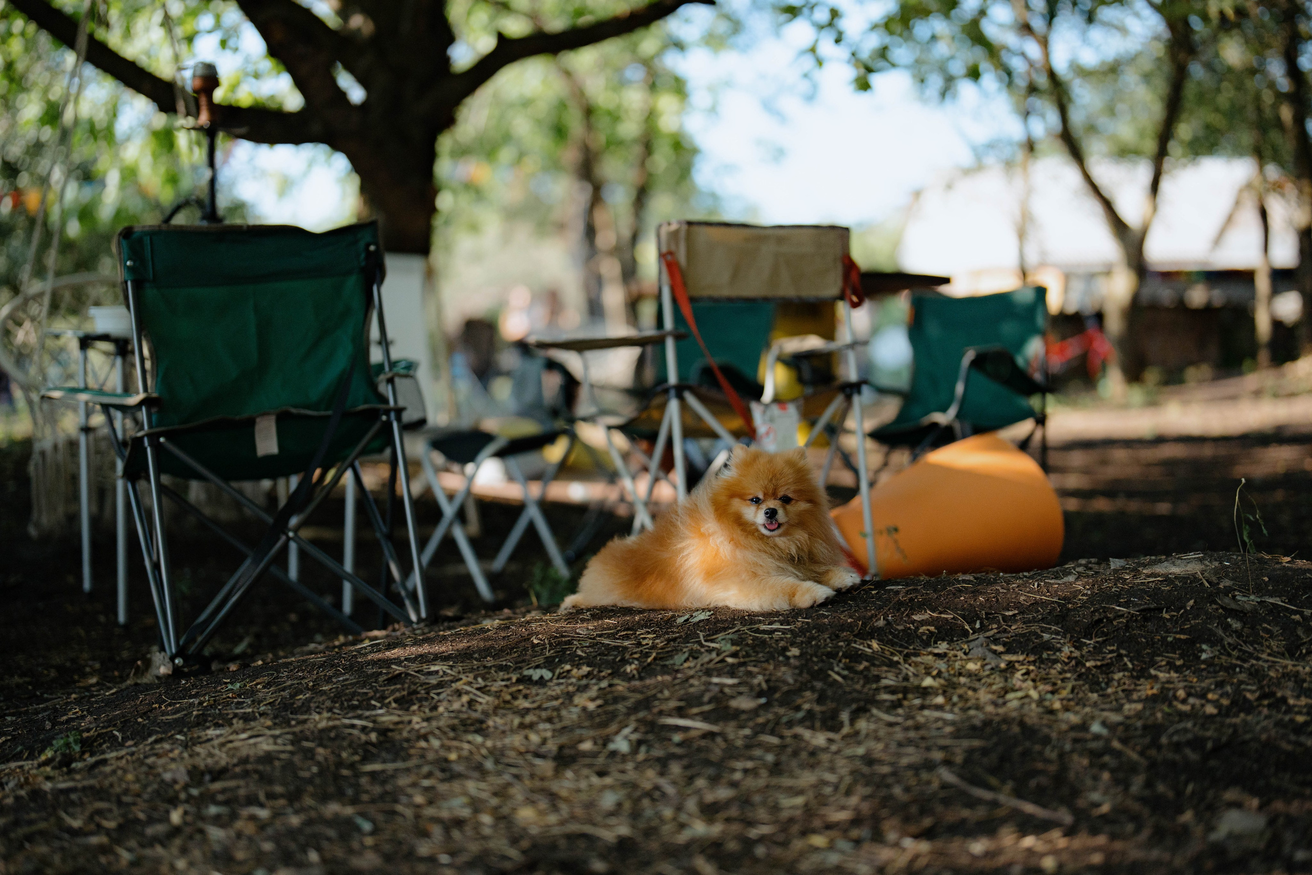 ASS FAMILY | СОН В ДЕРЕВНЕ | АВИАРЕЖИМ 8.0