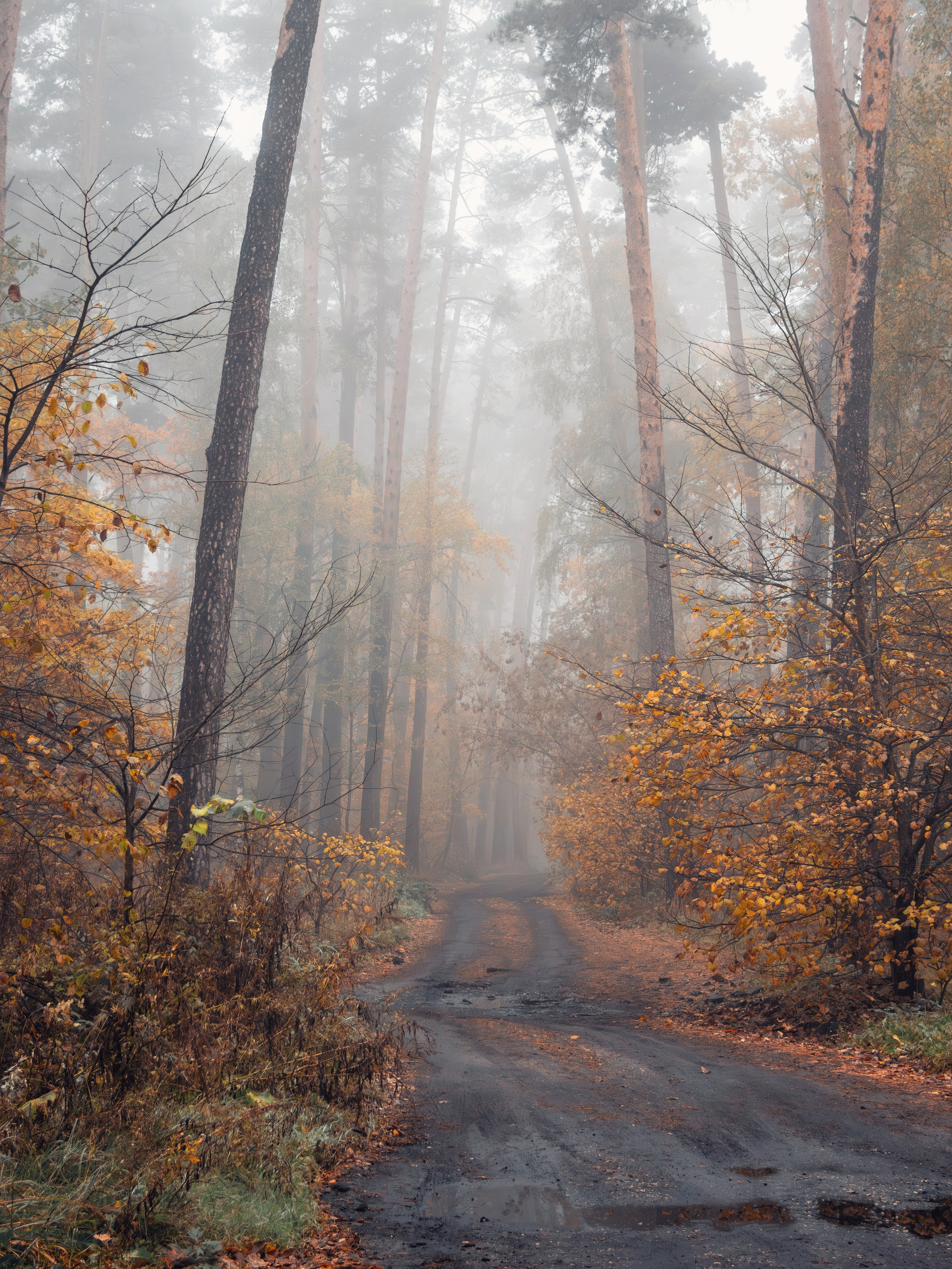 Октябрьский туман. С любовью, фотохудожник